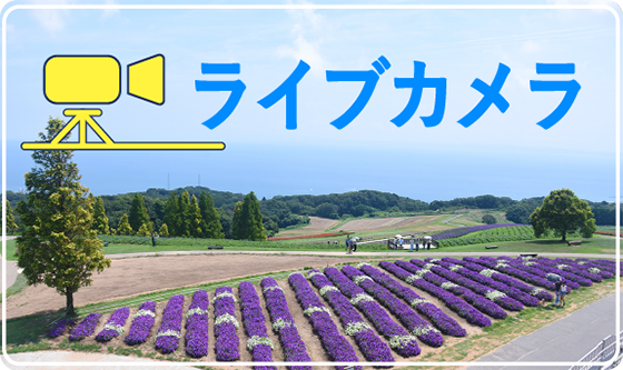 あわじ花さじきライブカメラ