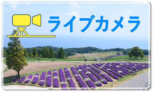 あわじ花さじきライブカメラ
