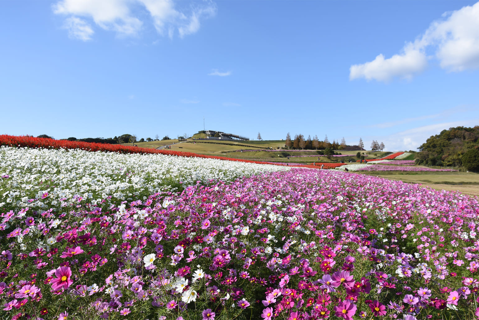 秋の花畑 兵庫県立公園あわじ花さじき