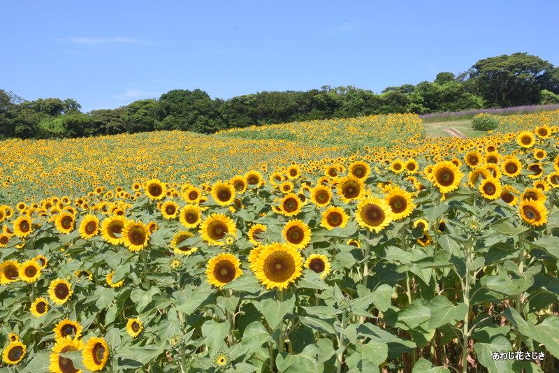 ひまわり約7万本が見ごろを迎えています（8/9更新）