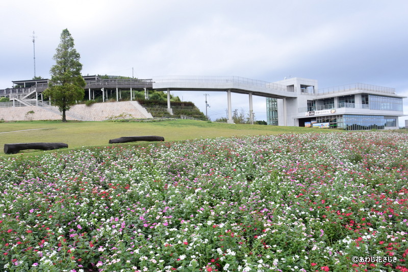 サルビアが赤く色づいてきています（8/30更新）