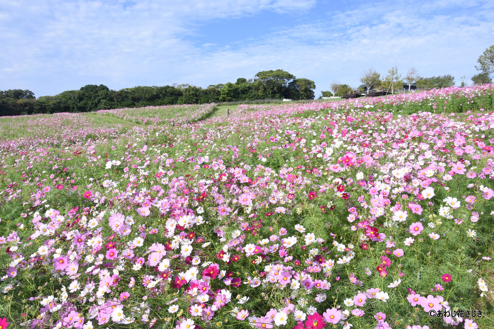 ふれあいの花園　コスモス