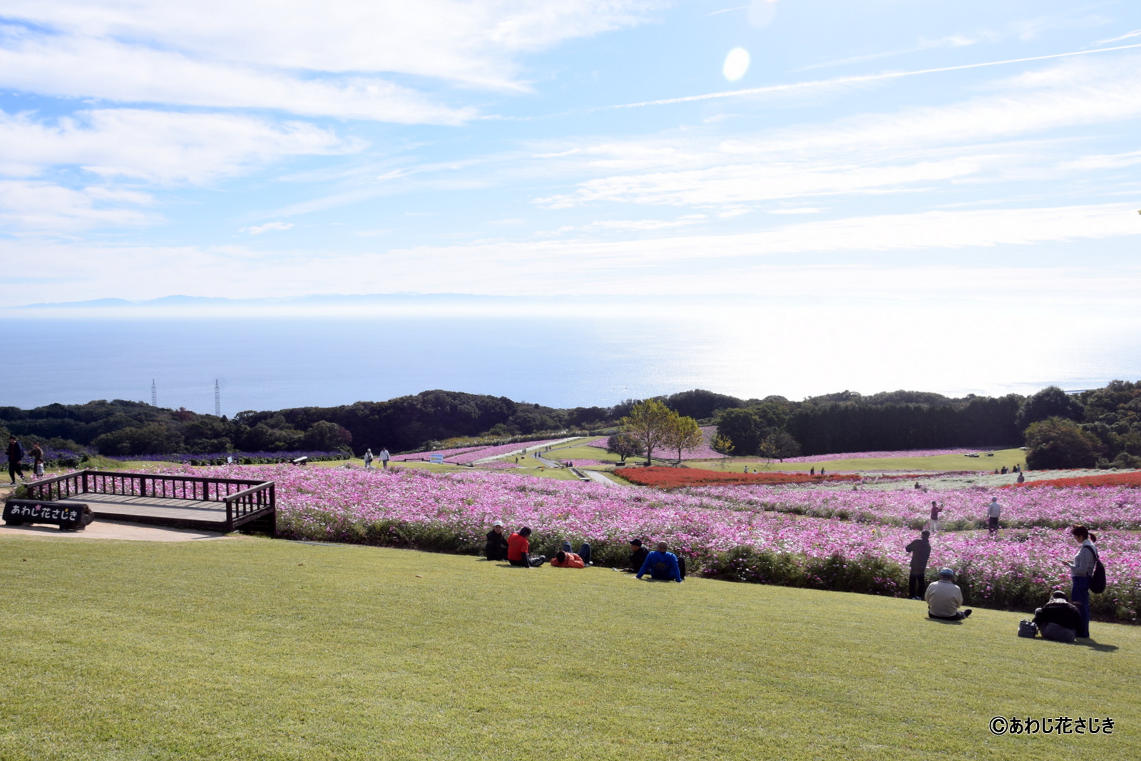 裾野に広がる秋の花畑をお楽しみいただけます（11/9更新）