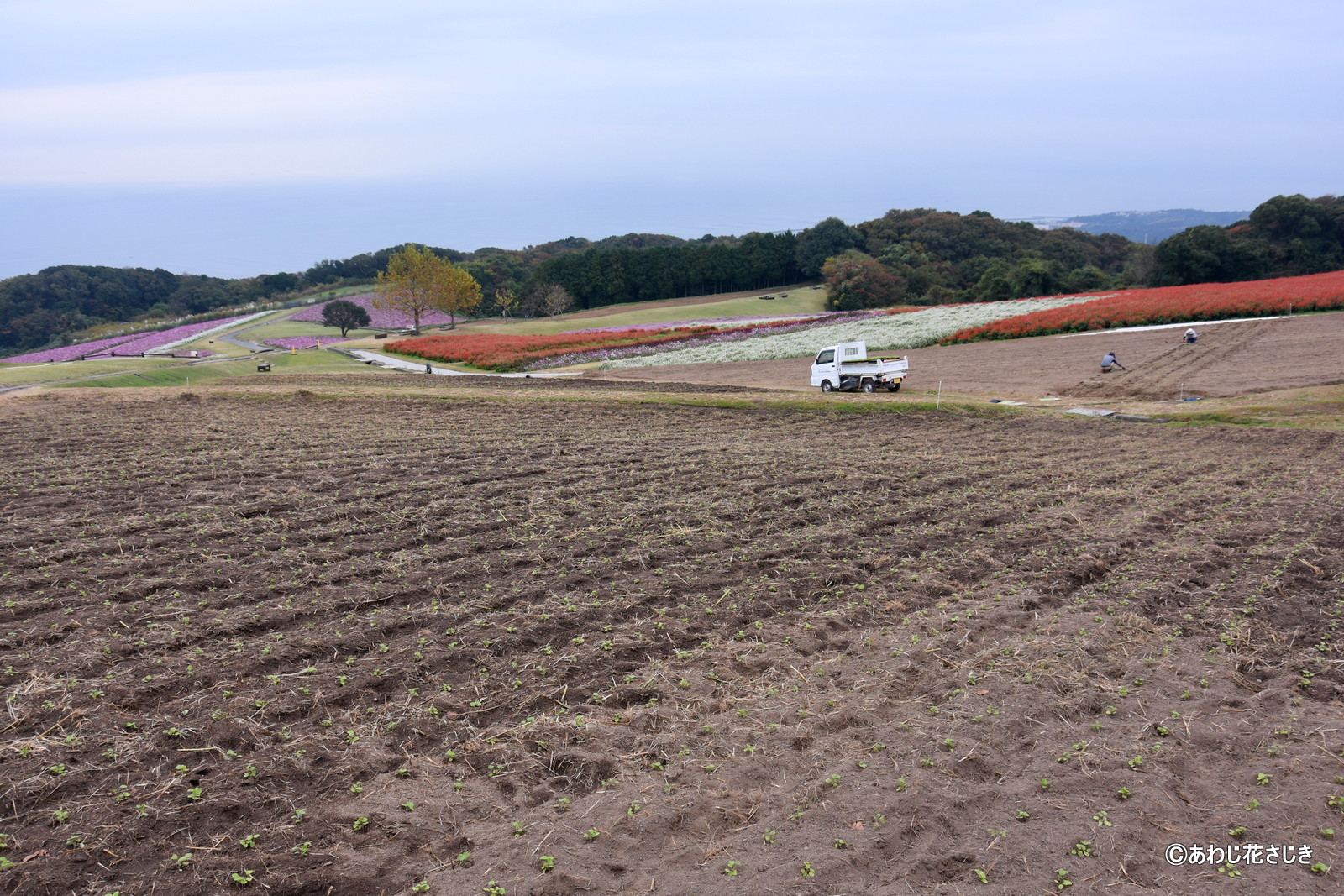 ふれあいの花園　ムラサキハナナ苗植え中