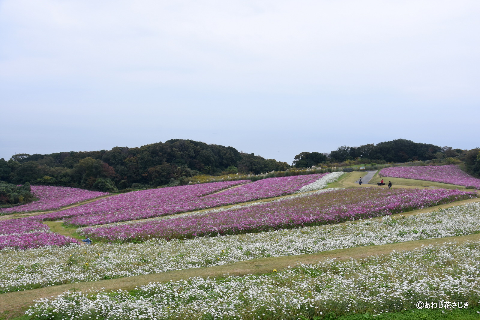 癒しの花園