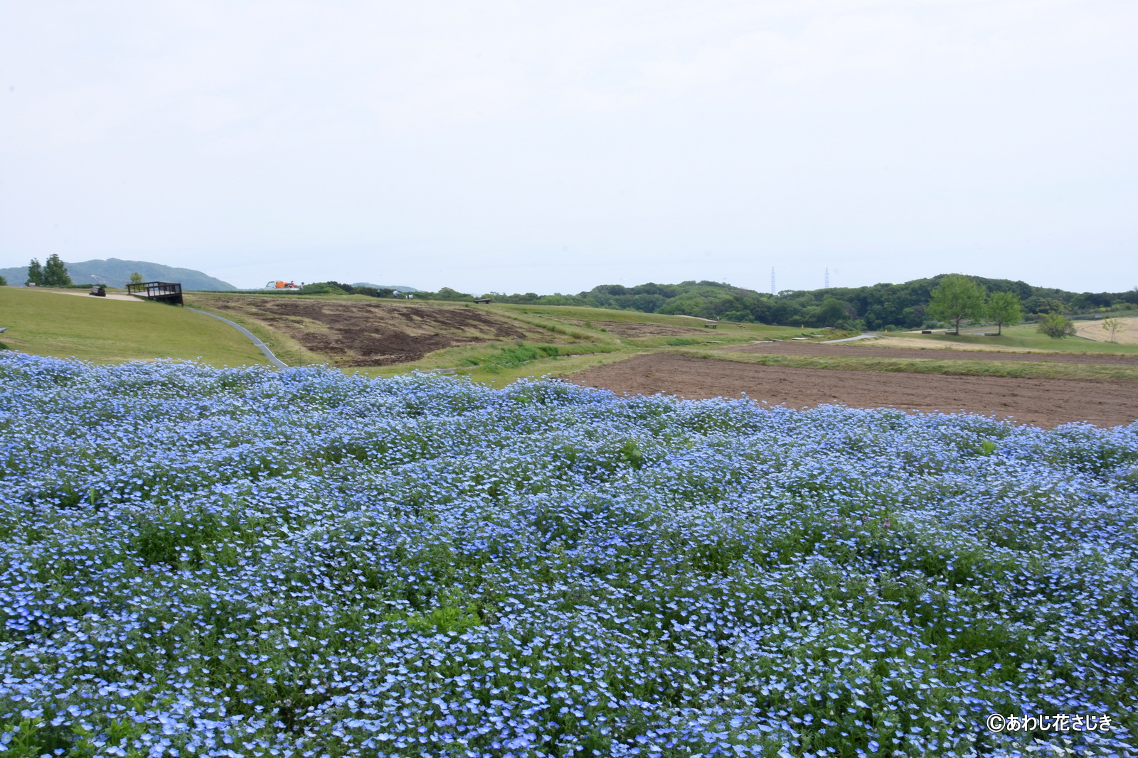 ふれあいの花園花壇　ネモフィラ