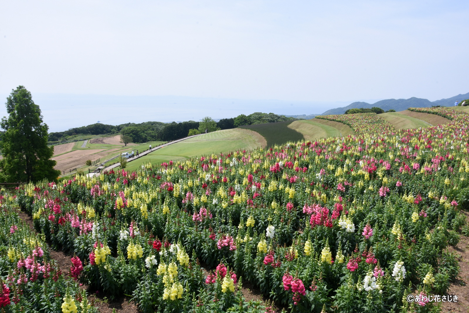キンギョソウが日ごとに開花しています（5/23更新）
