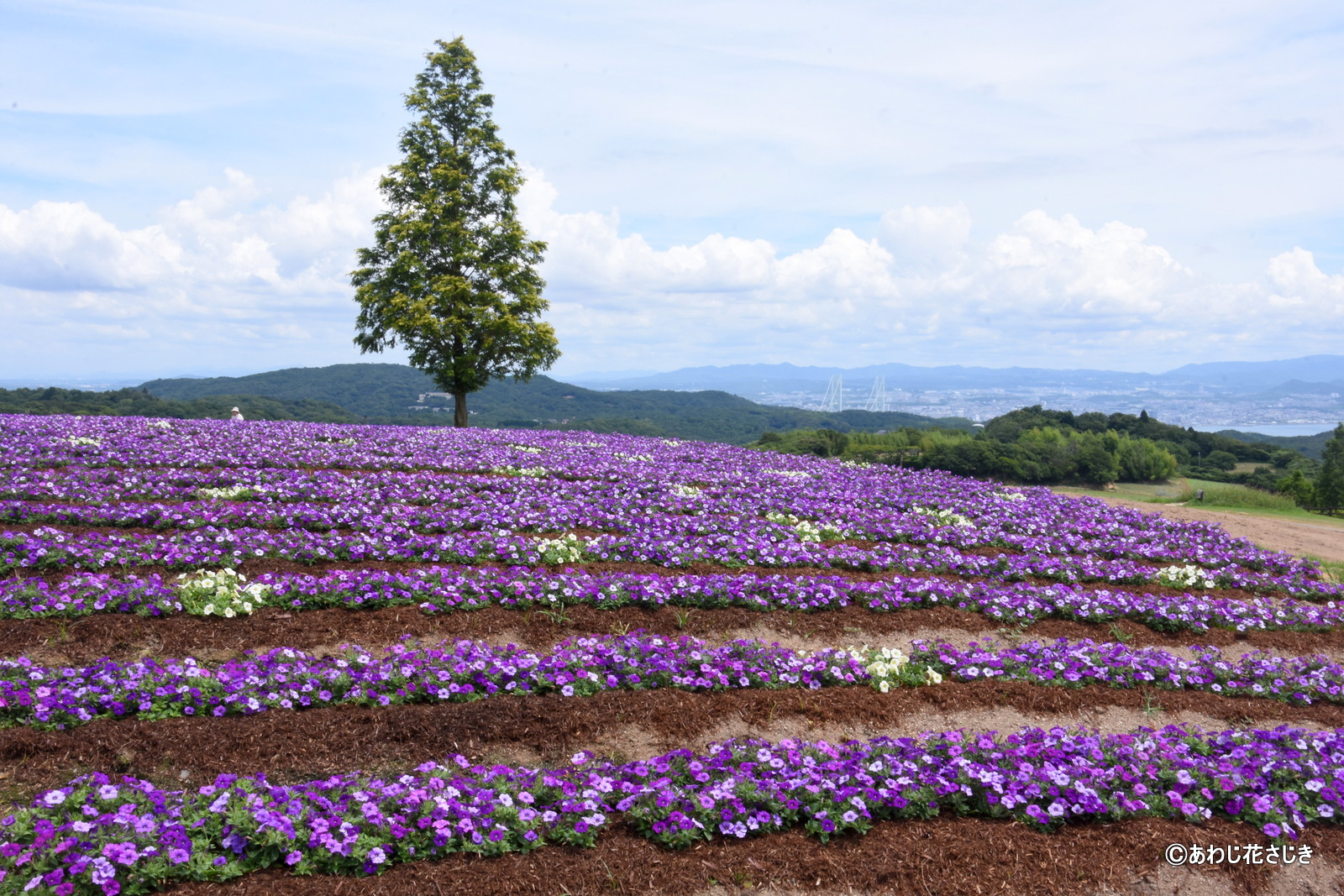 天空の花壇　ペチュニア