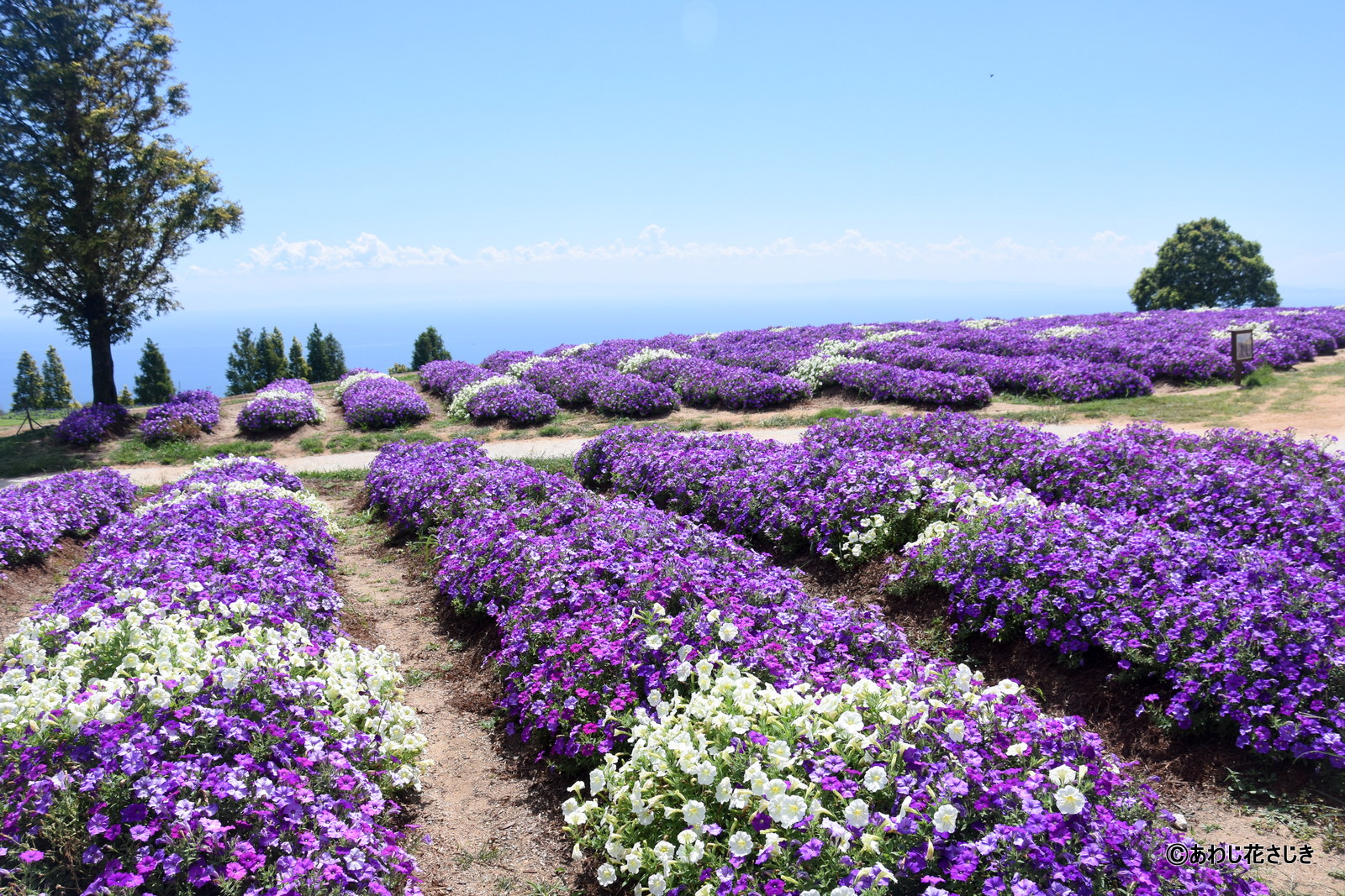 天空の花壇　ペチュニア