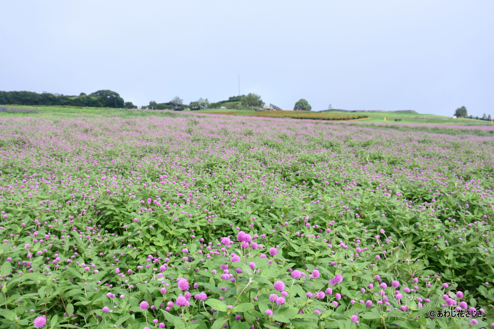 コスモスが順調に生育中です（9/13更新）
