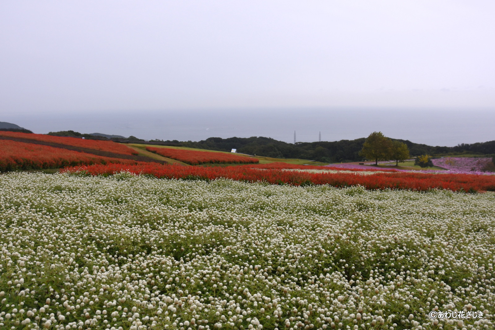ふれあいの花園　