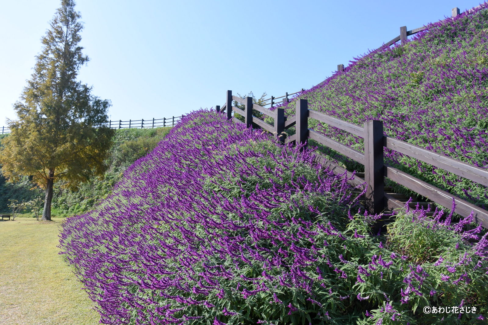 歓びの庭階段　サルビア・レウカンサ　