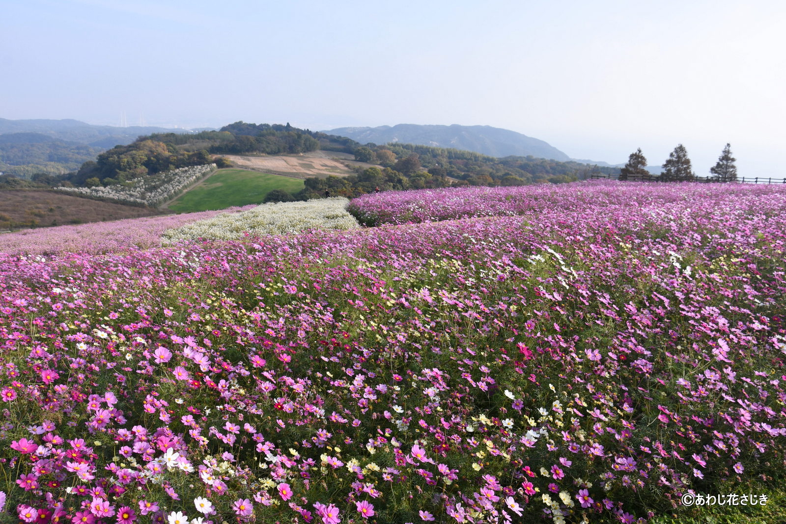 天空の花園　コスモス センニチコウ　