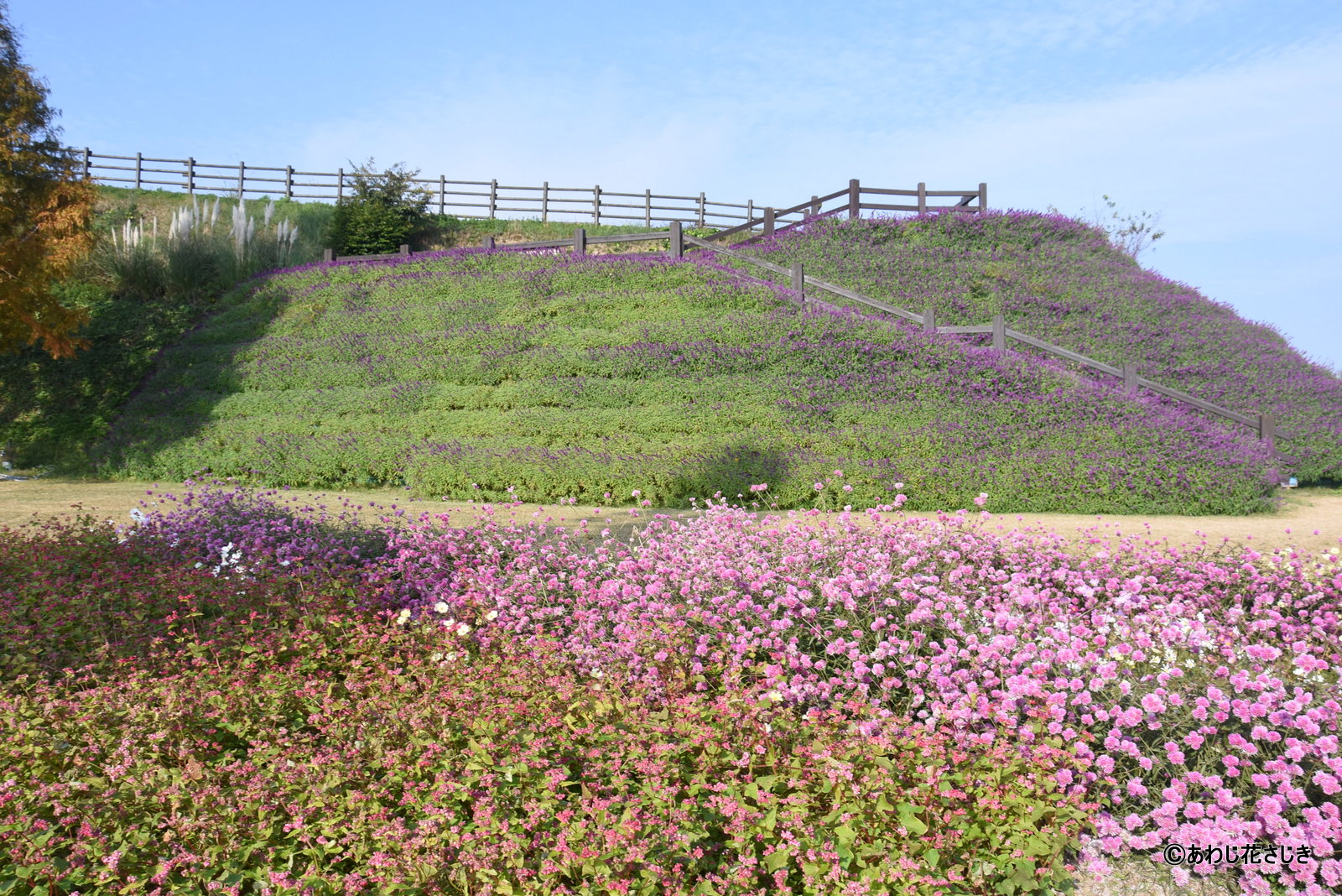 歓びの庭花壇から