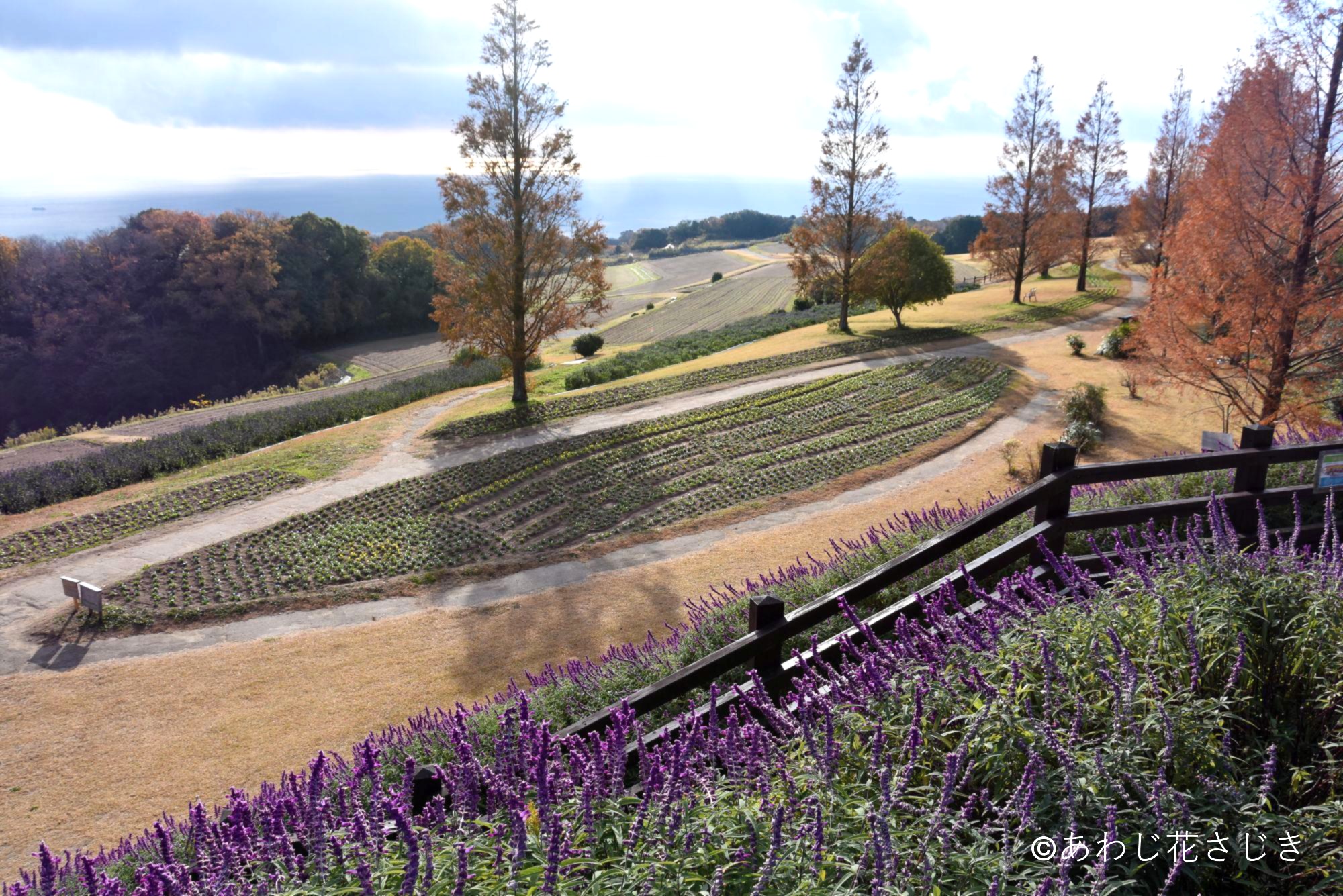 春の歓びの庭花壇は『風そよぐメロディー』をデザインしています（12/6更新）