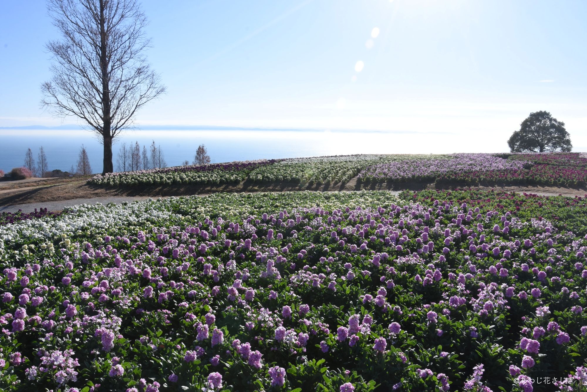 天空の花壇　ストック