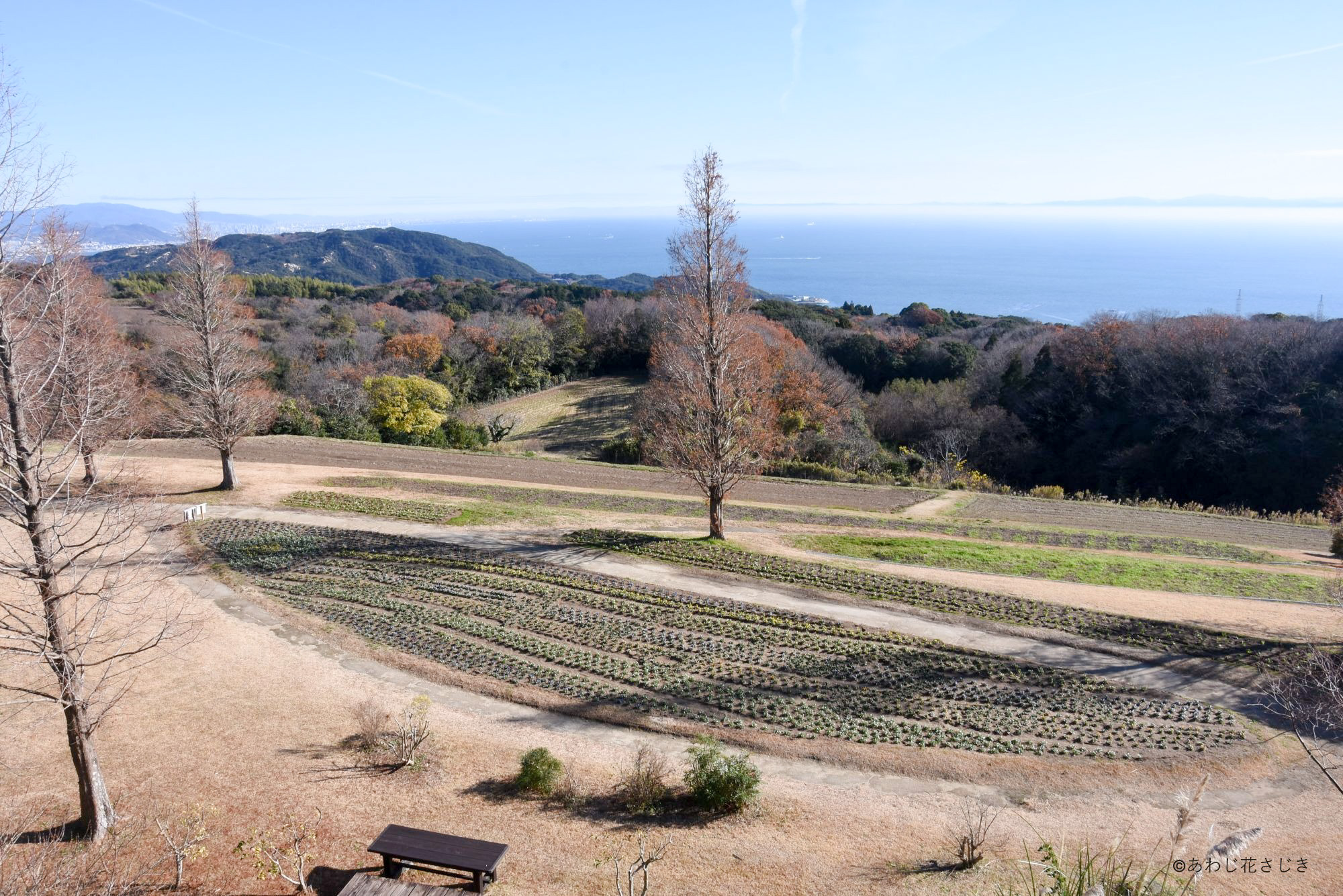 歓びの庭花壇　ビオラ開花中
