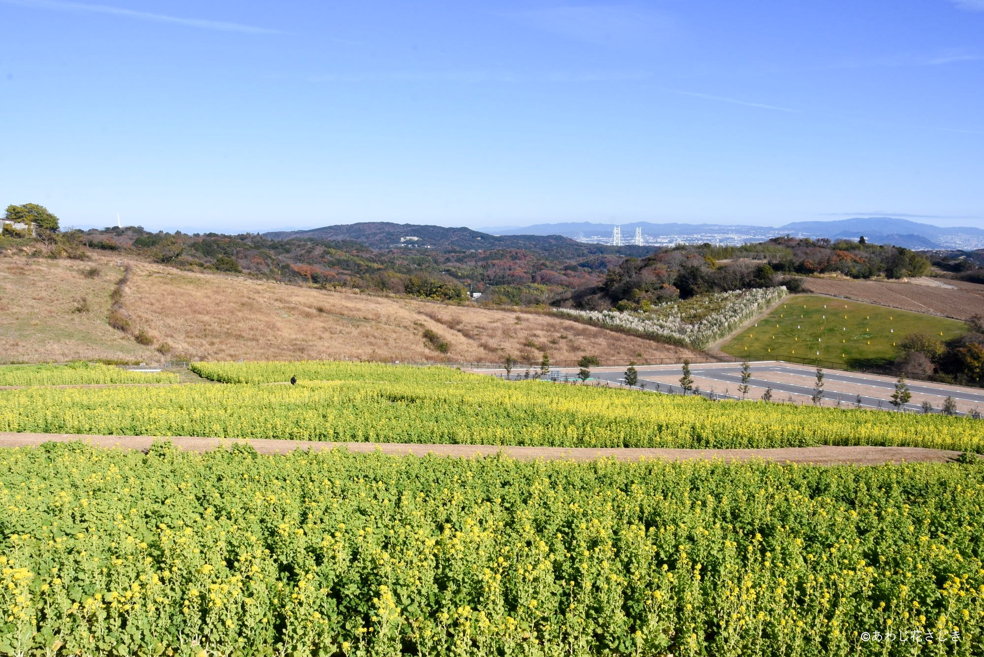 共生の花園　早咲菜の花