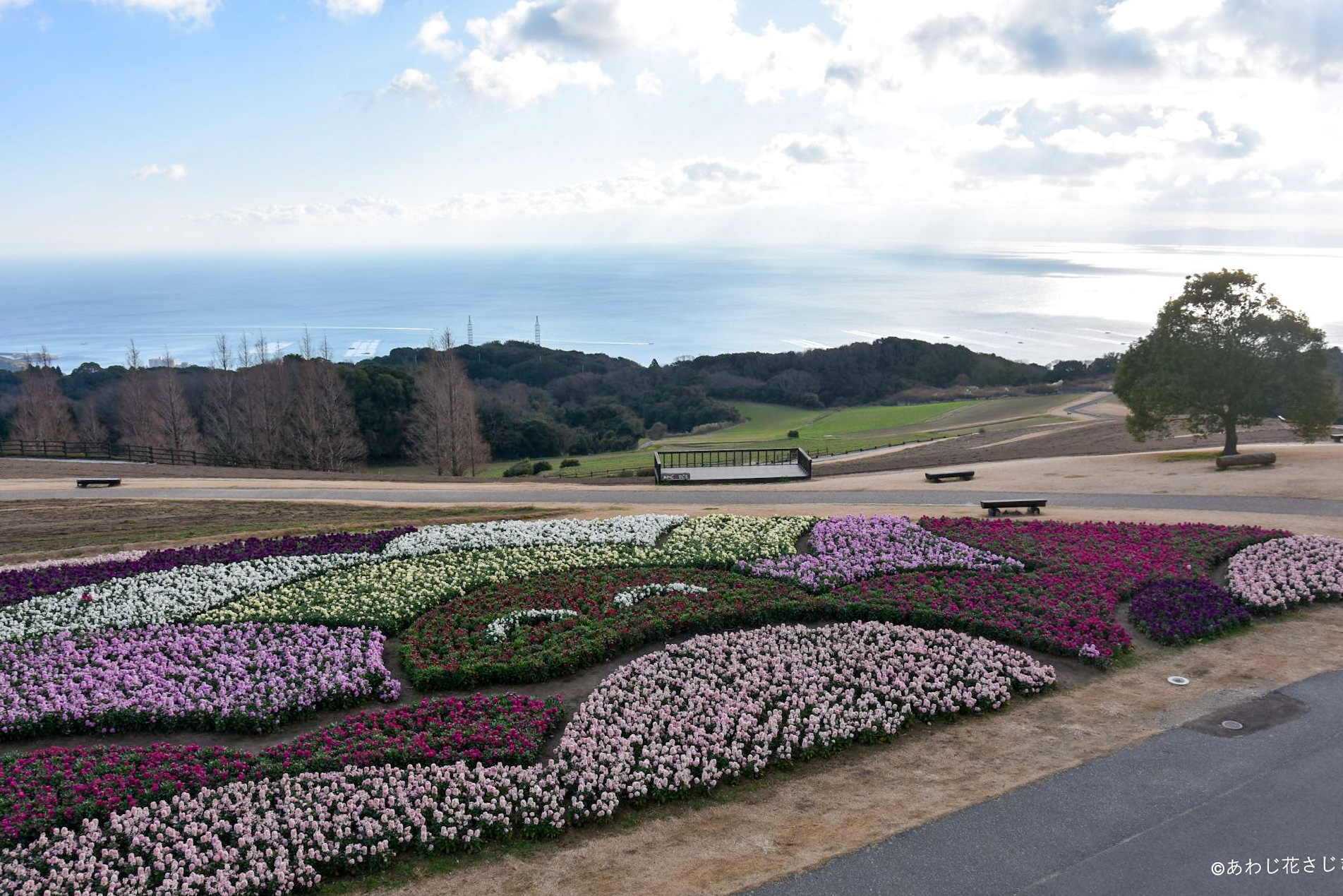 今年もありがとうございました（12/27更新） | 兵庫県立公園あわじ花さじき