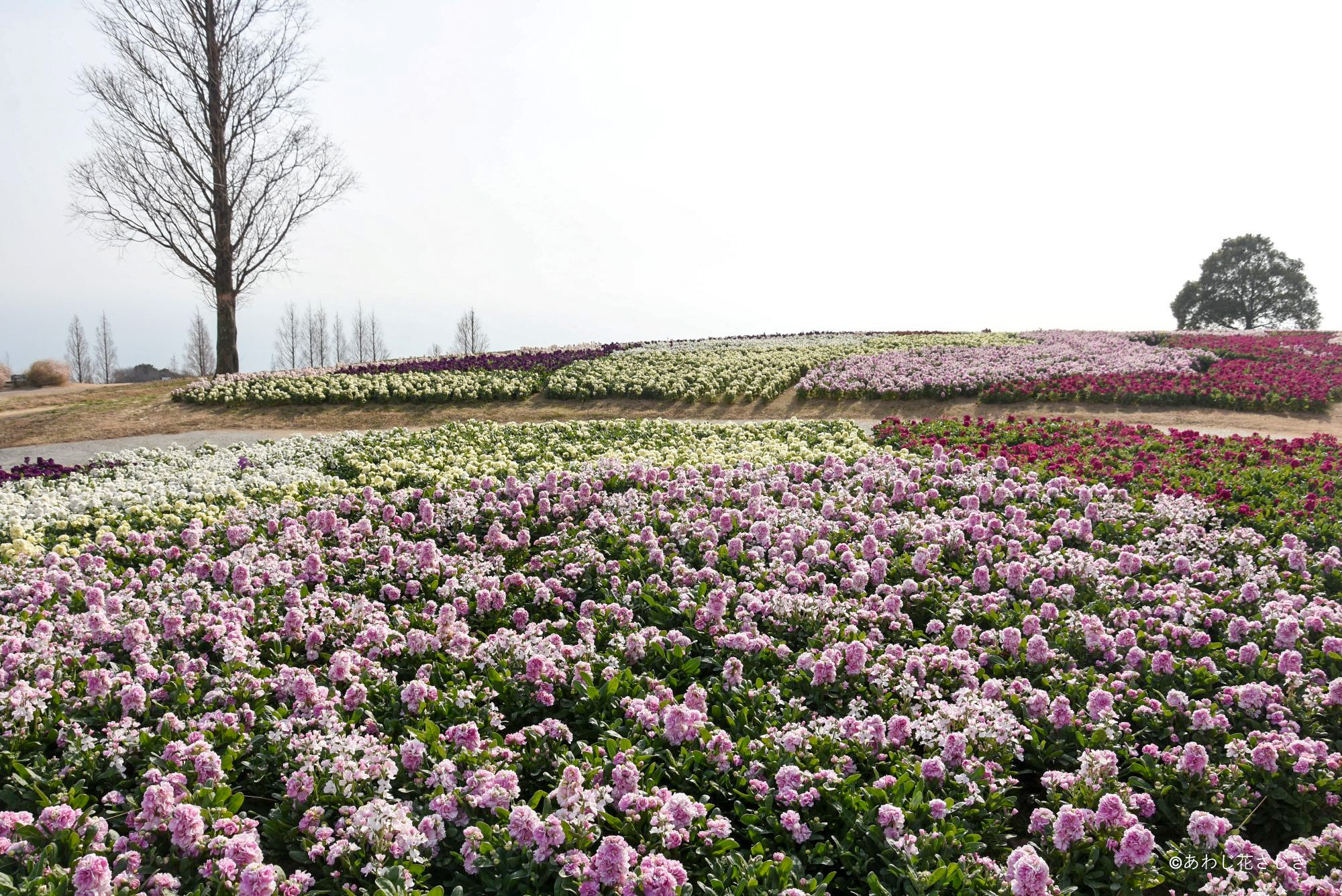 ストックと早咲菜の花をお楽しみいただけます（1/15更新）