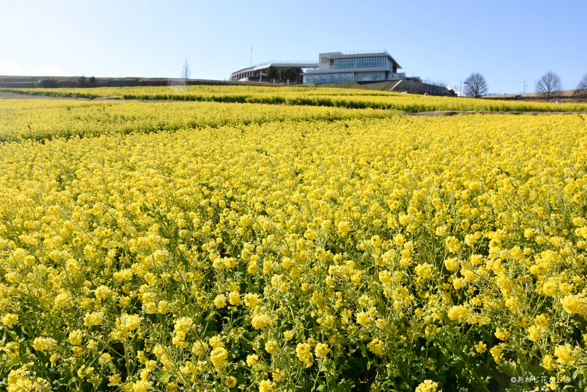 冬と春を同時に感じていただけます（1/23更新）