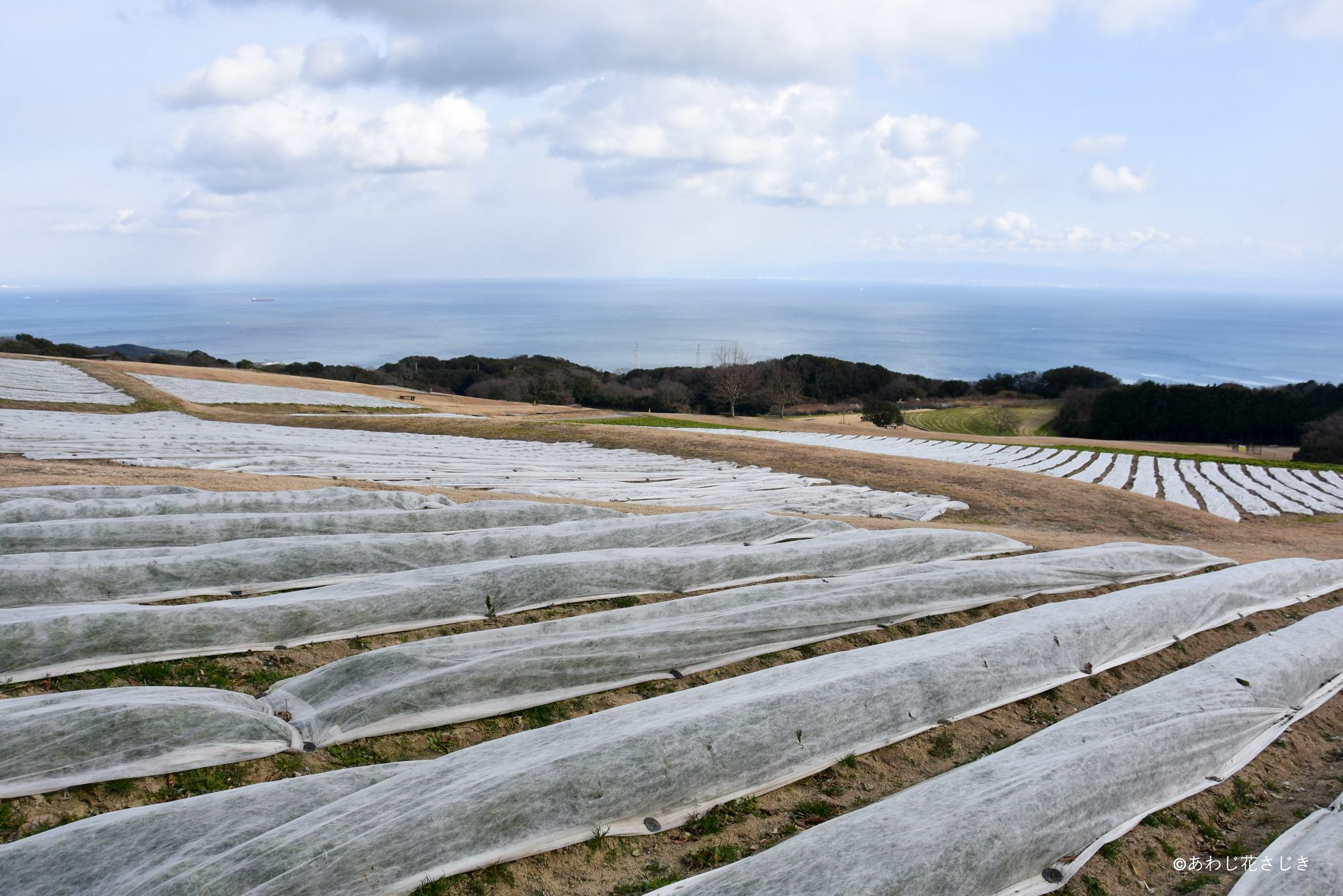 広い範囲で春のお花が順調に生育中です（1/30更新）