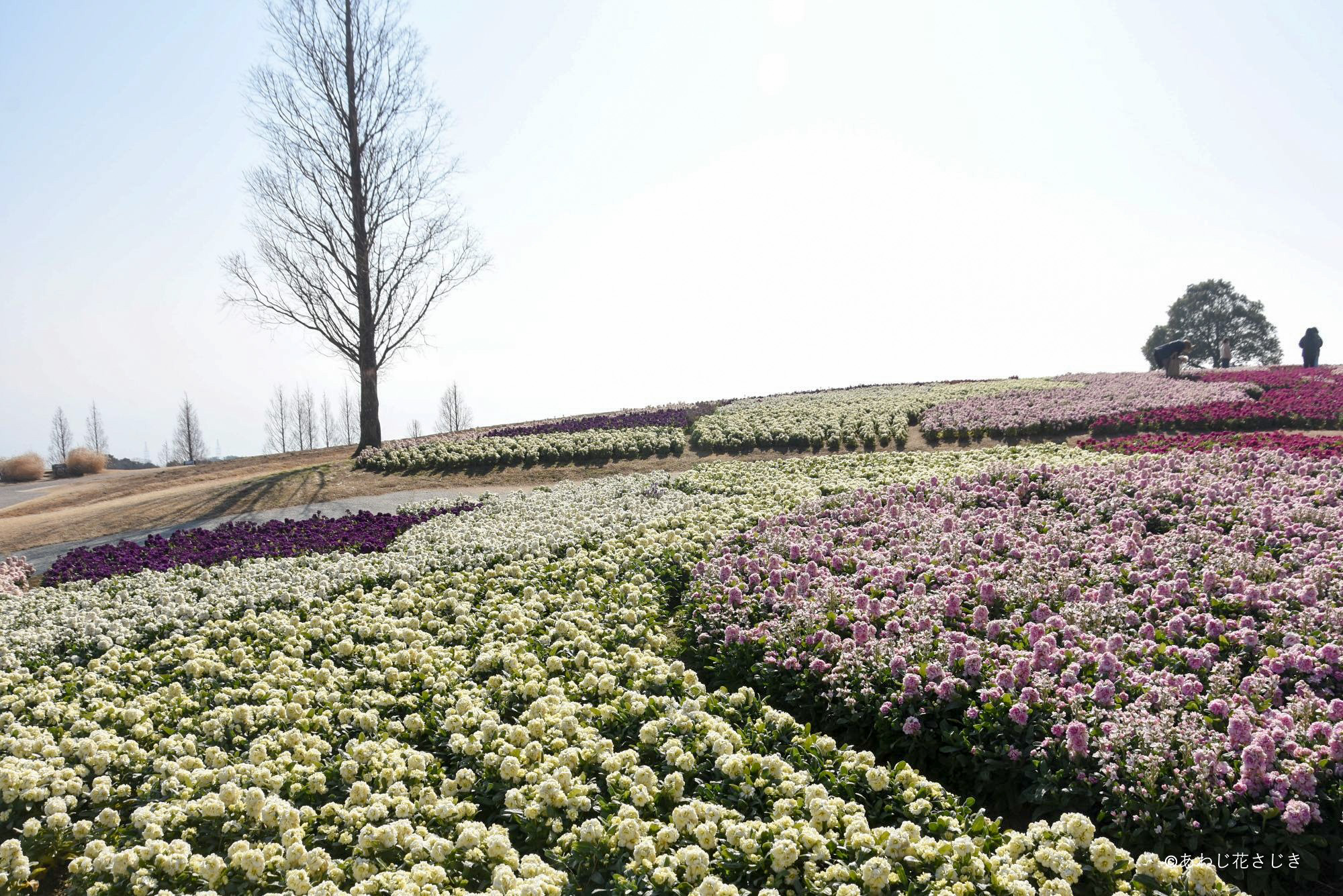 天空の花壇　ストック