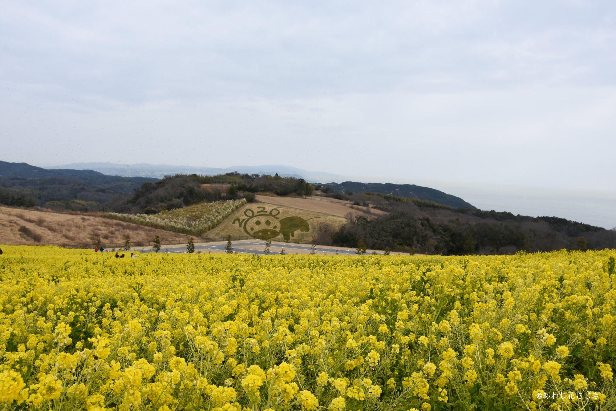 共生の花園　早咲菜の花と『馬に乗ってレッツゴー！』