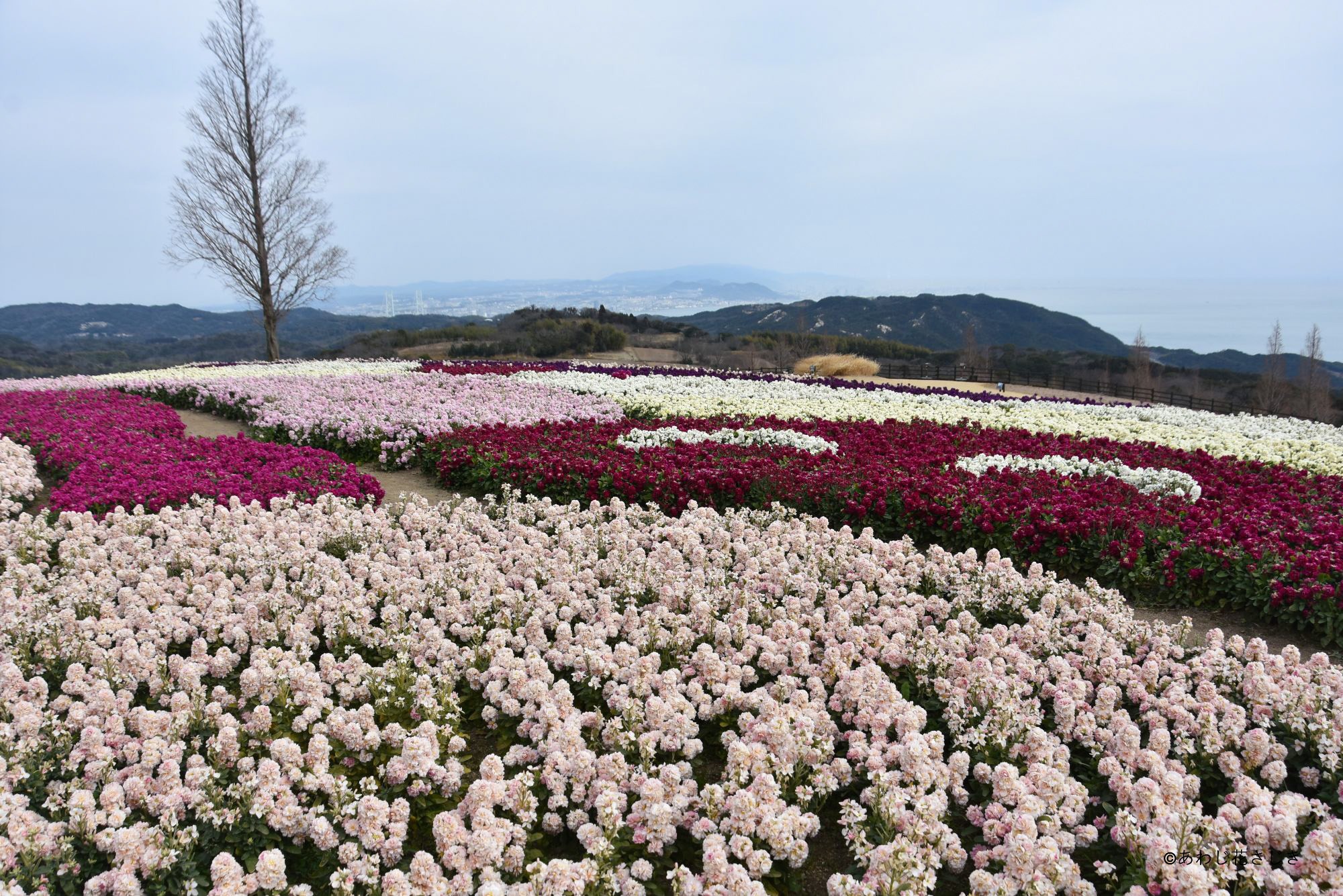 天空の花壇　ストック