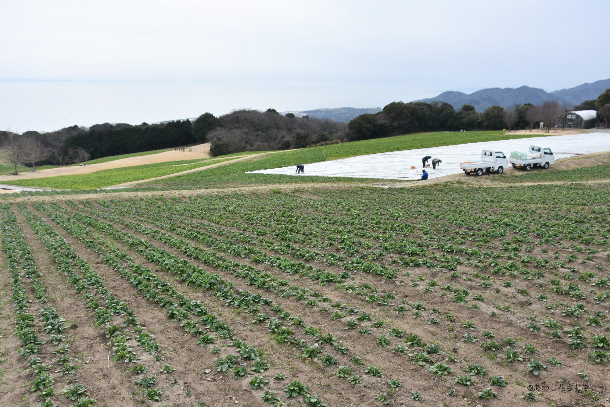 ふれあいの花園　手前ムラサキハナナ生育中