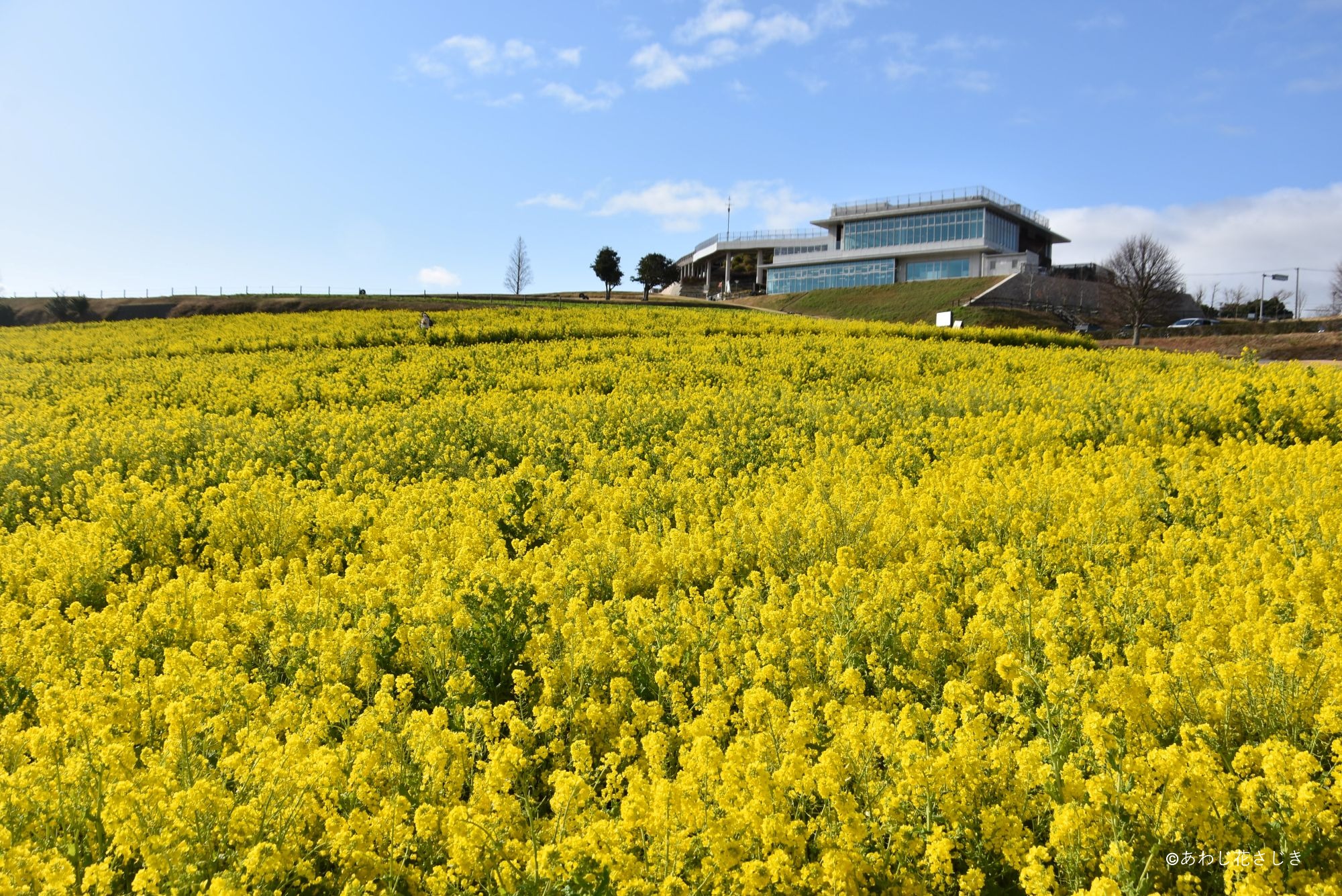 共生の花園 早咲菜の花