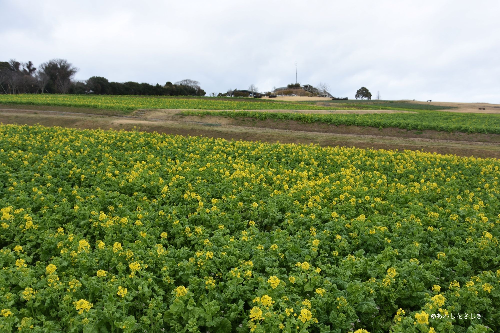 ふれあいの花園 ふれあいの花園 菜の花開花中
