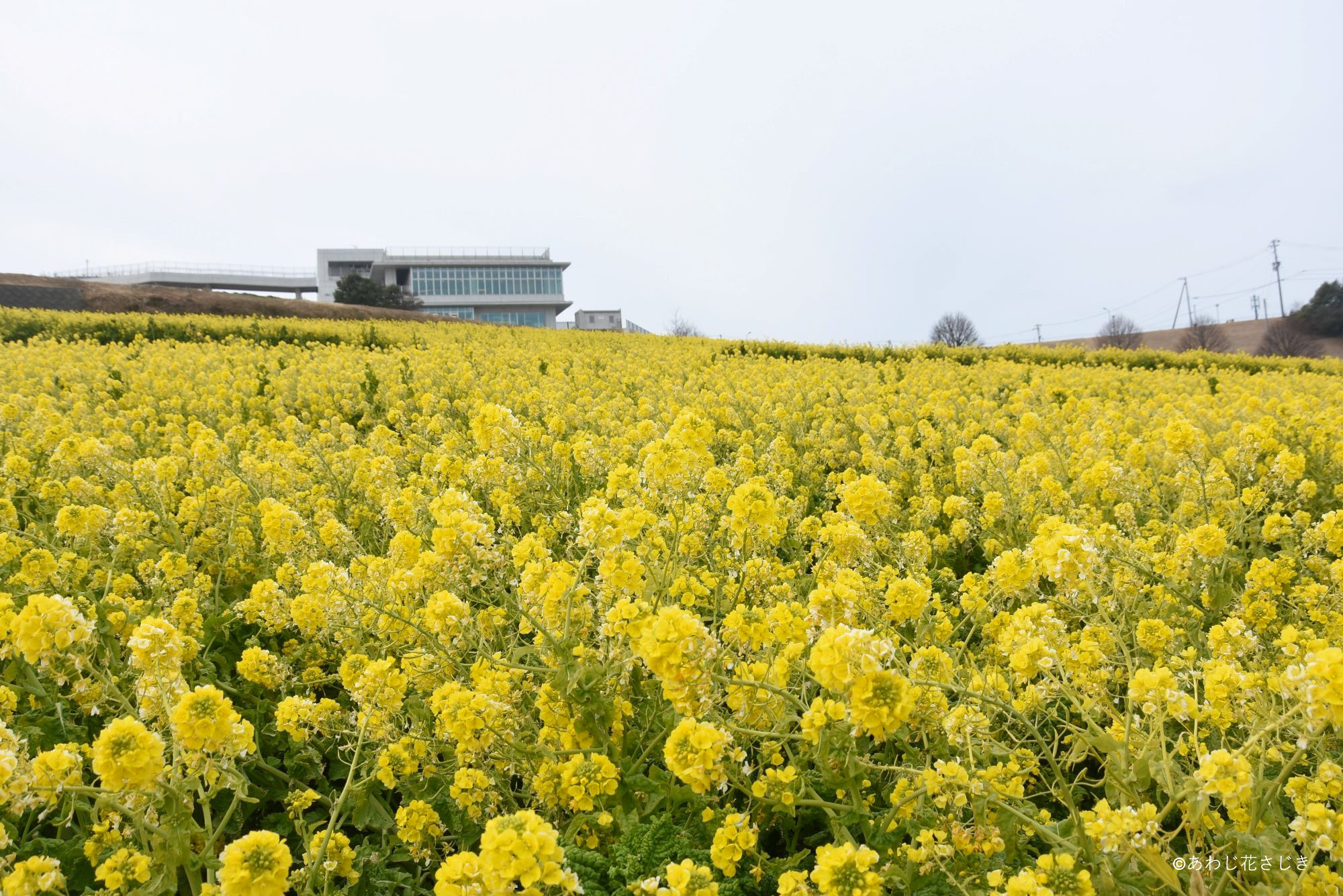 共生の花園　早咲菜の花