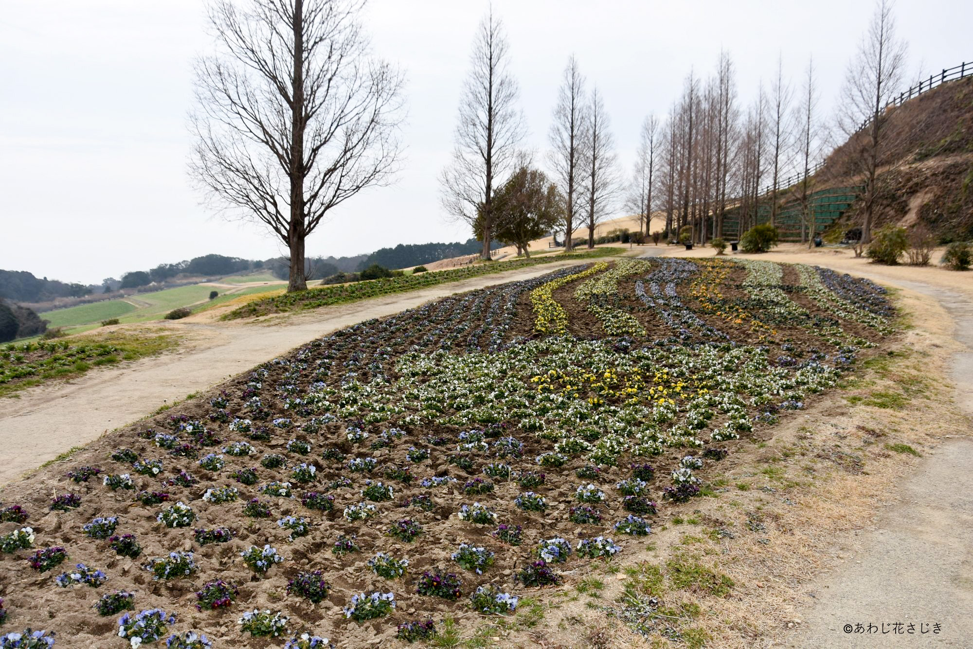 歓びの庭花壇　ビオラ開花中