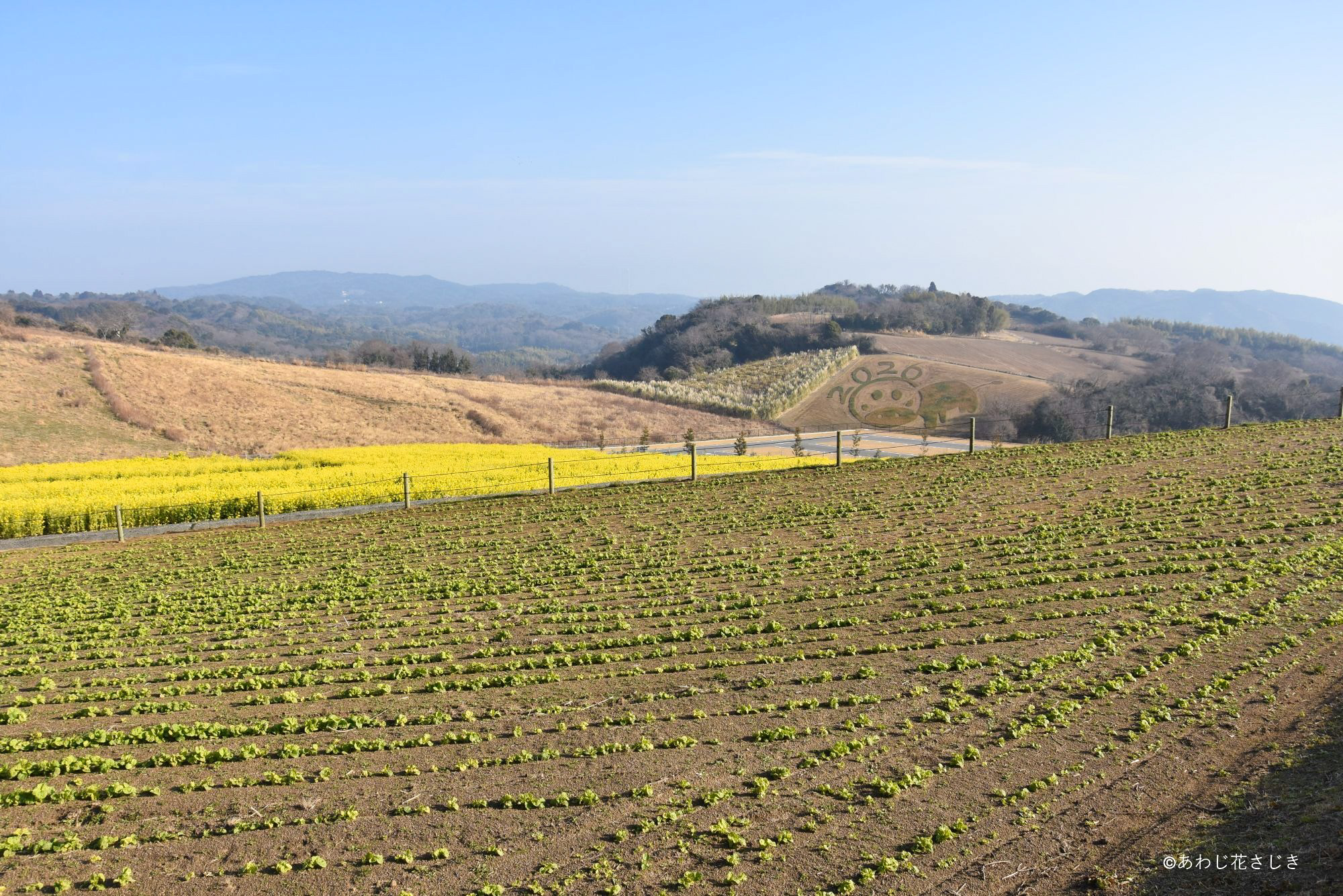 天空の花園から　菜の花生育中
