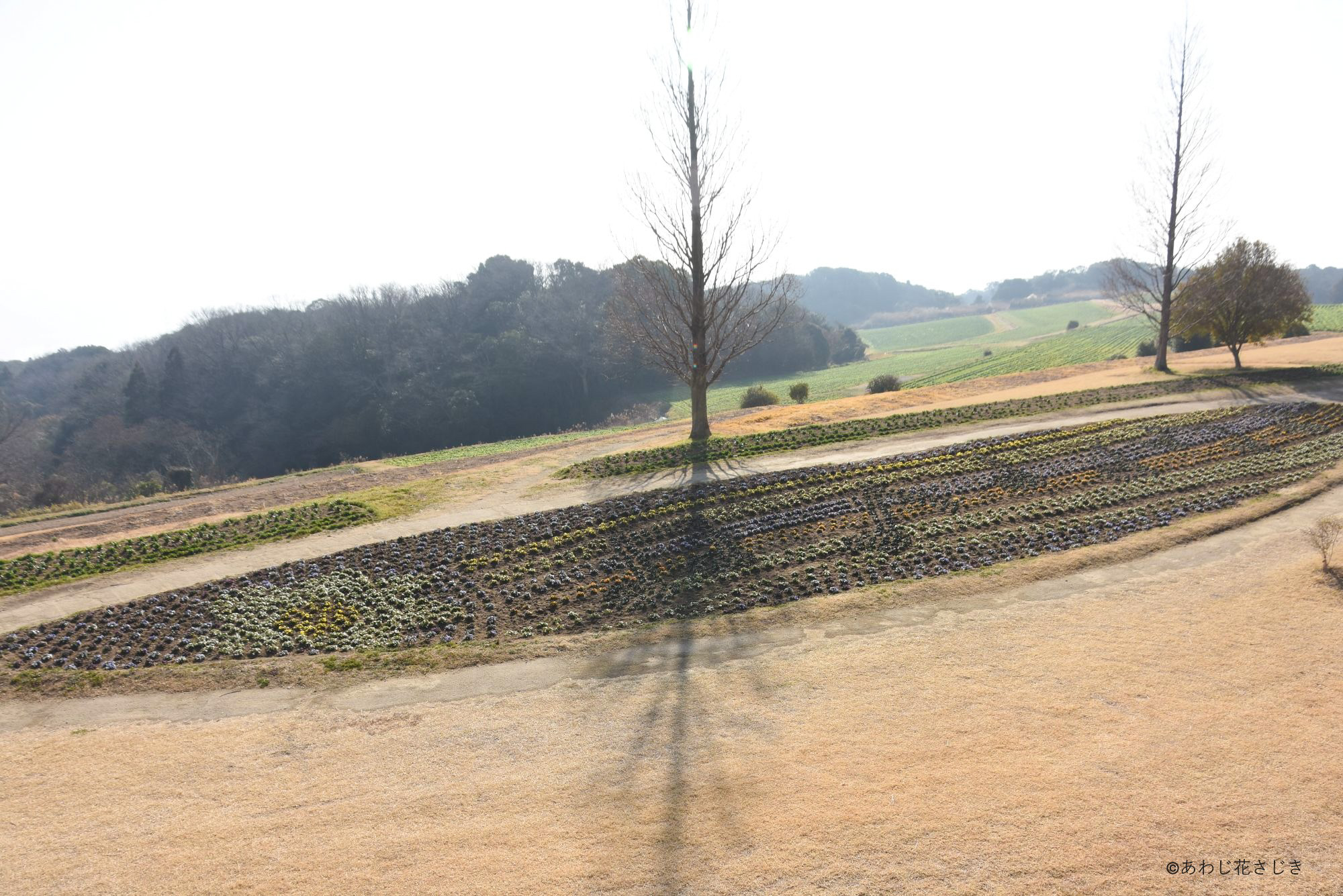 歓びの庭階段から　ビオラ開花中
