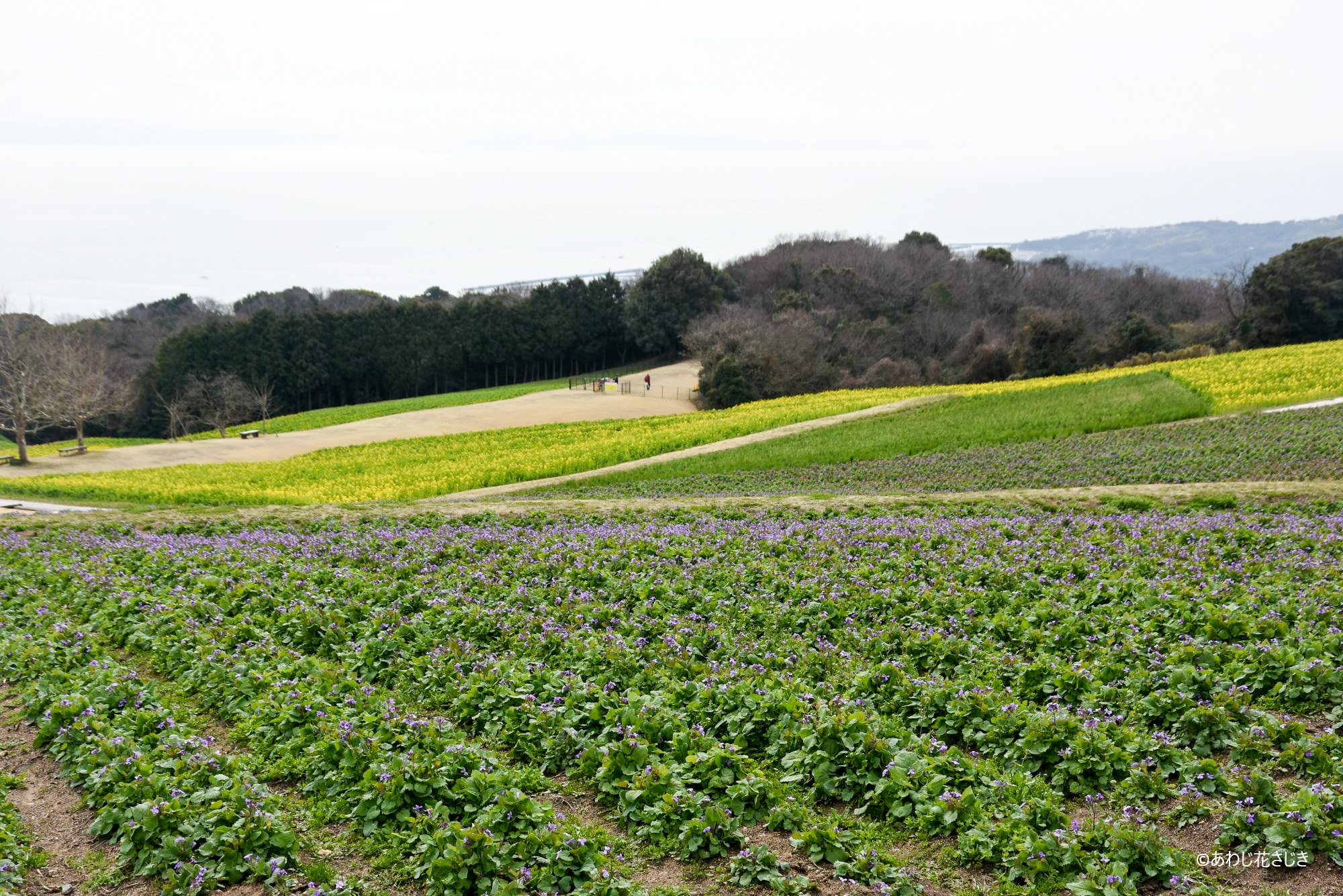 ふれあいの花園　手前ムラサキハナナ開花中