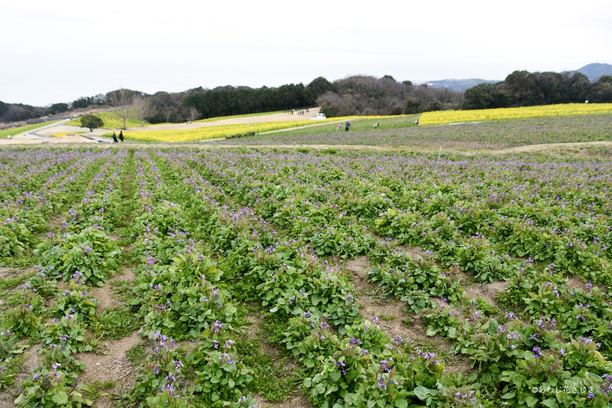 ふれあいの花園　ムラサキハナナ、リナリア、春咲き菜の花開花中