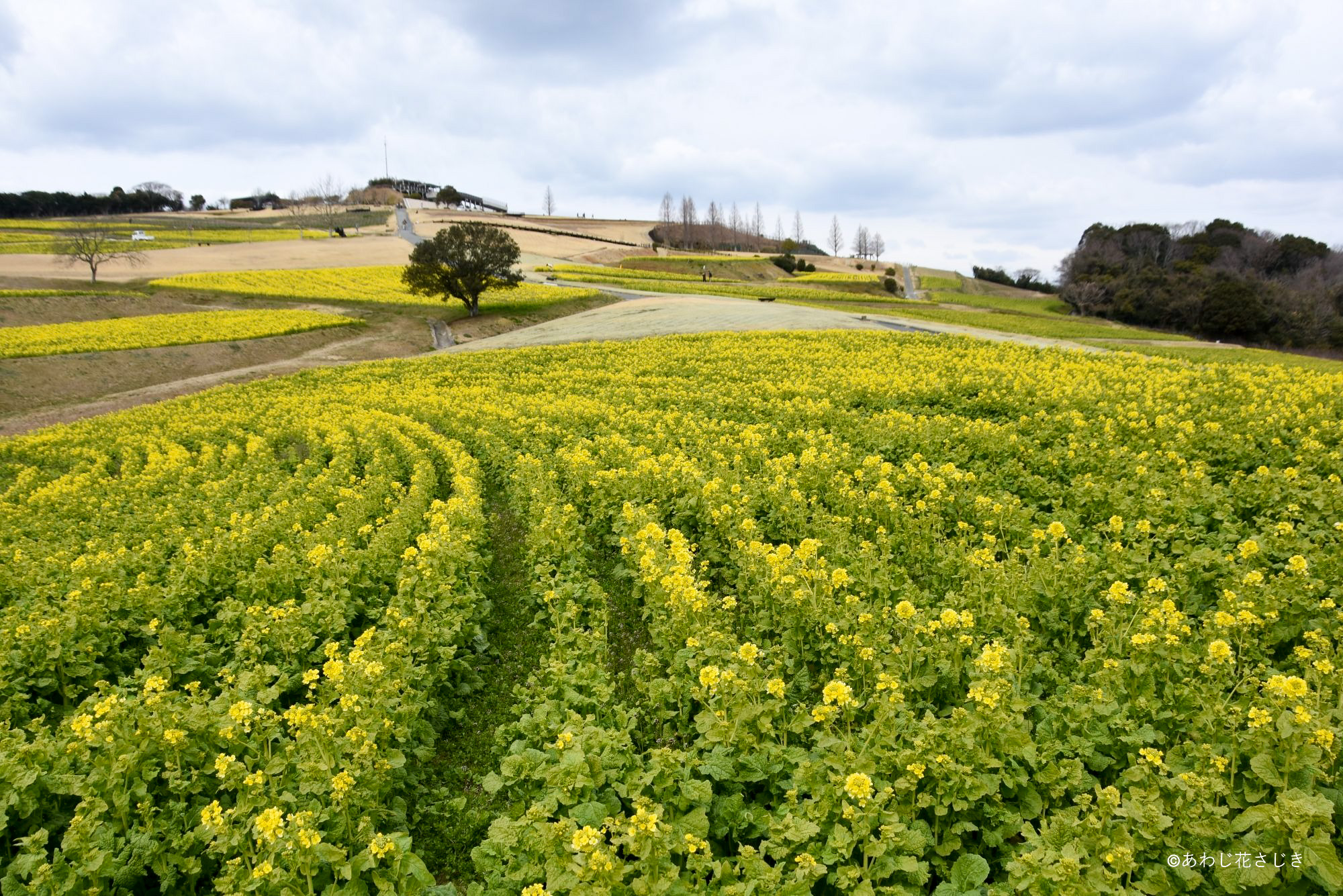 癒しの花園海側から　春咲き菜の花開花中