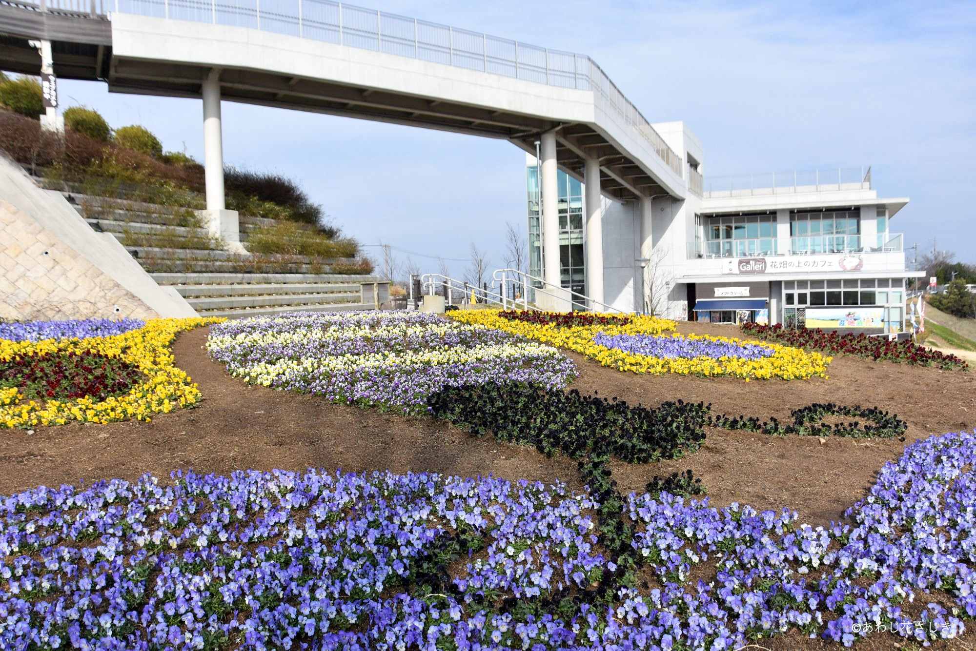 天空の花壇 ビオラ『ちょう』