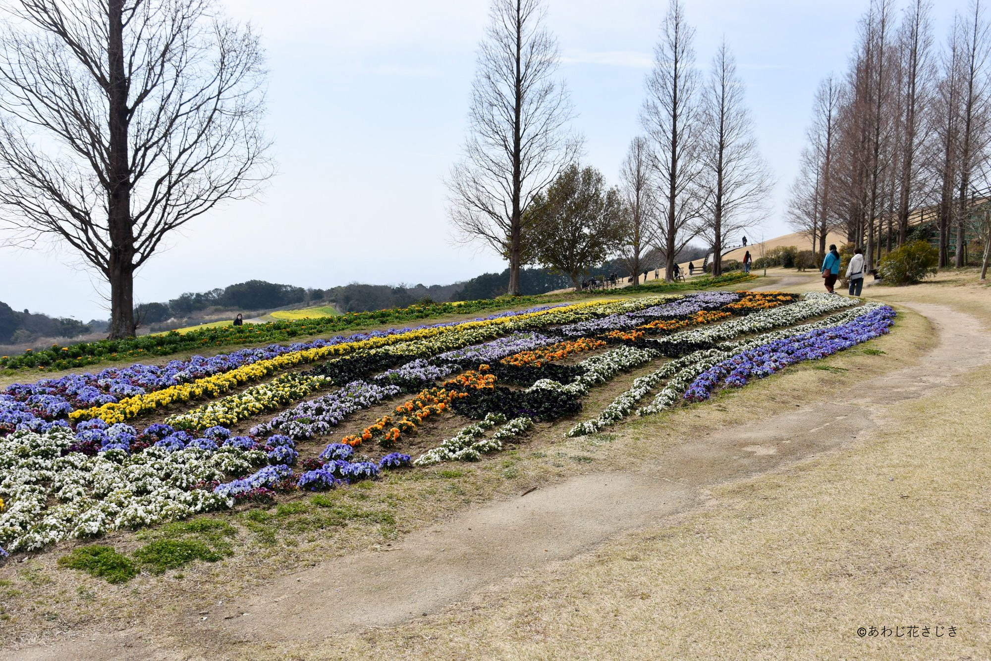 歓びの庭花壇 ビオラ『風そよぐメロディー』