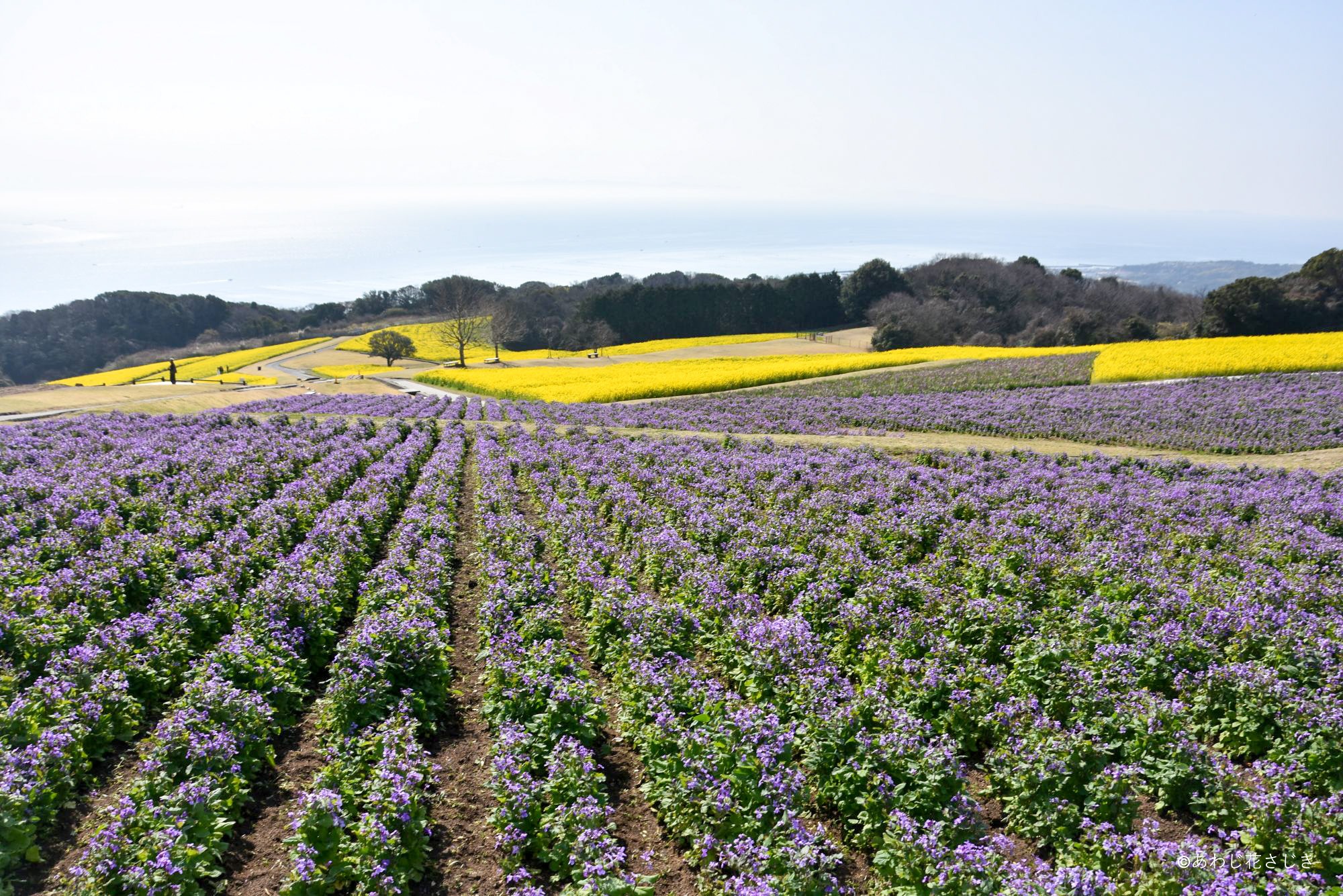 ふれあいの花園