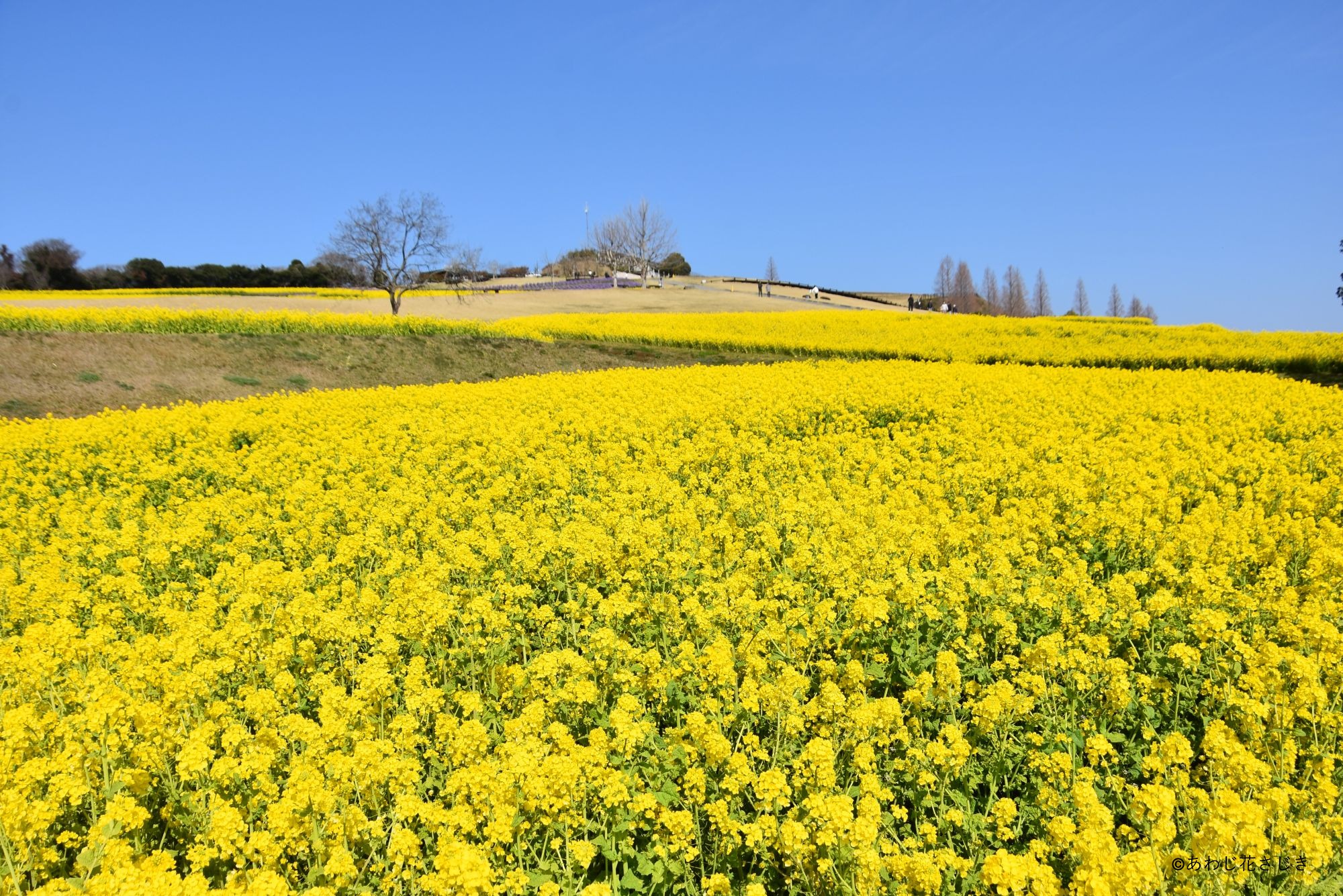 癒しの花園 菜の花