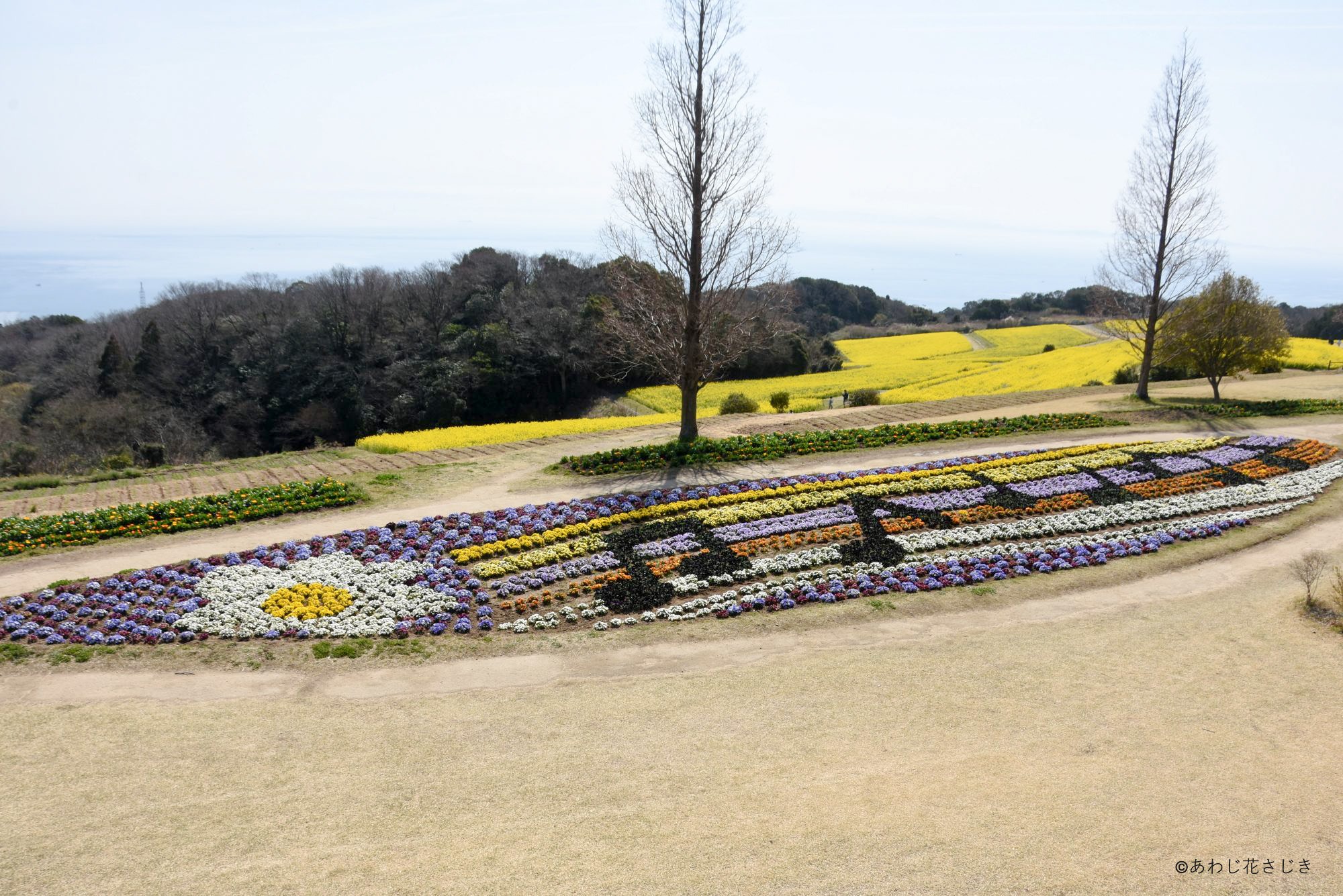 歓びの庭花壇階段から ビオラ『風そよぐメロディー』