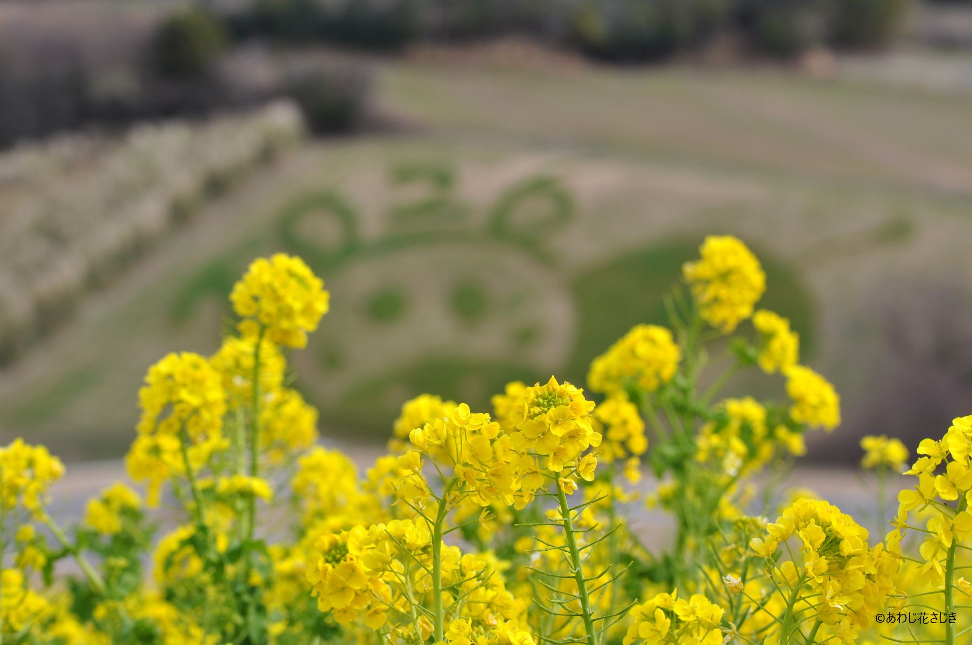 共生の花園　『馬に乗ってレッツゴー！』を背景に早咲菜の花