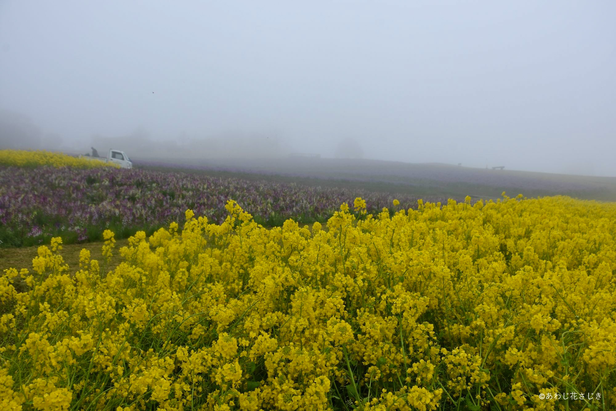 ふれあいの花園　菜の花 リナリア ムラサキハナナ