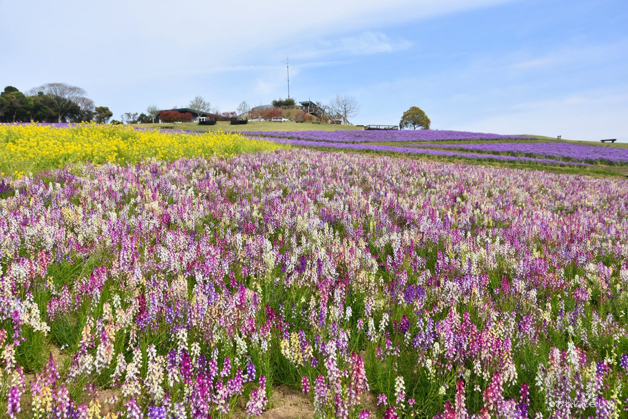 ふれあいの花園 リナリア ムラサキハナナ 菜の花