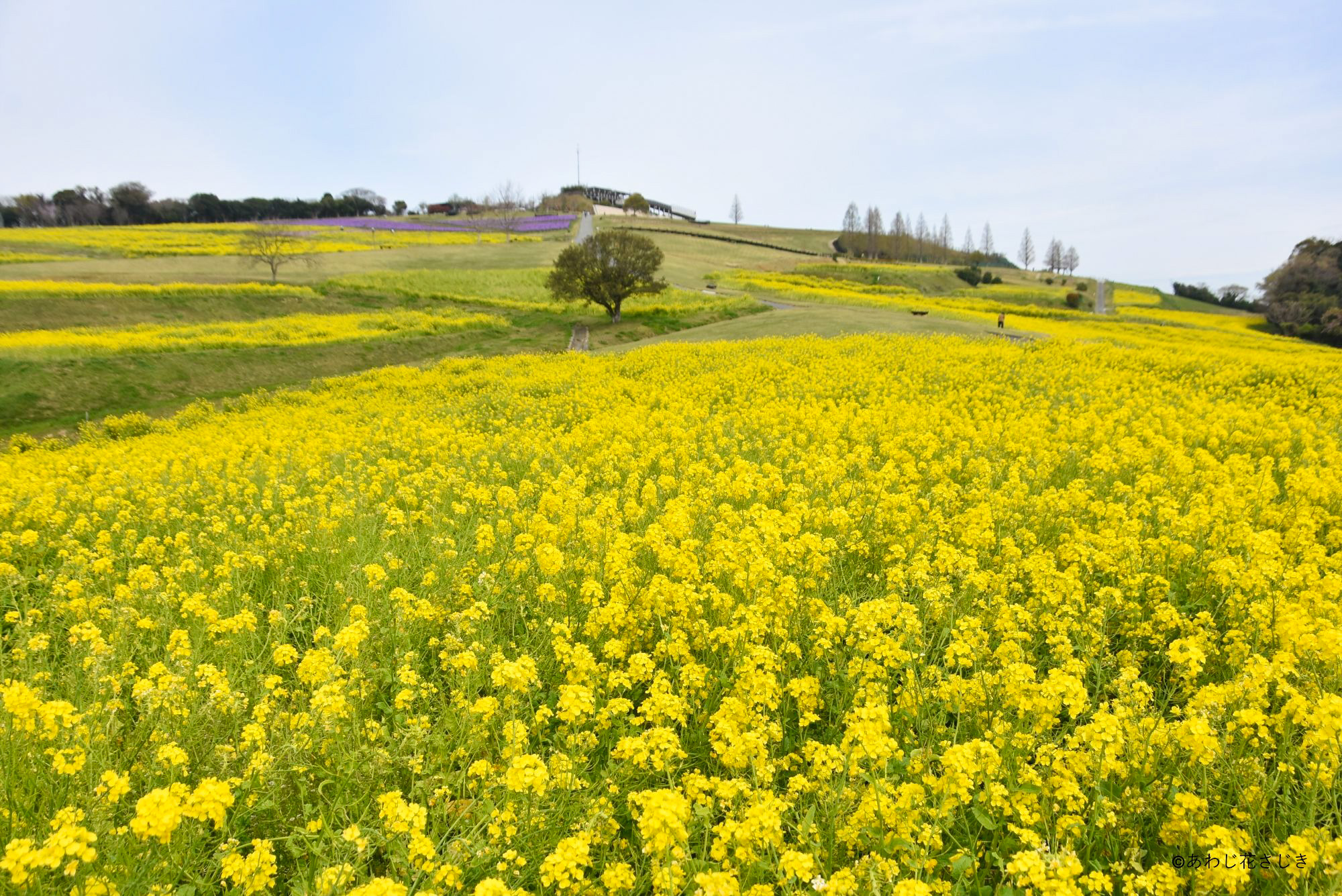 癒しの花園海側から