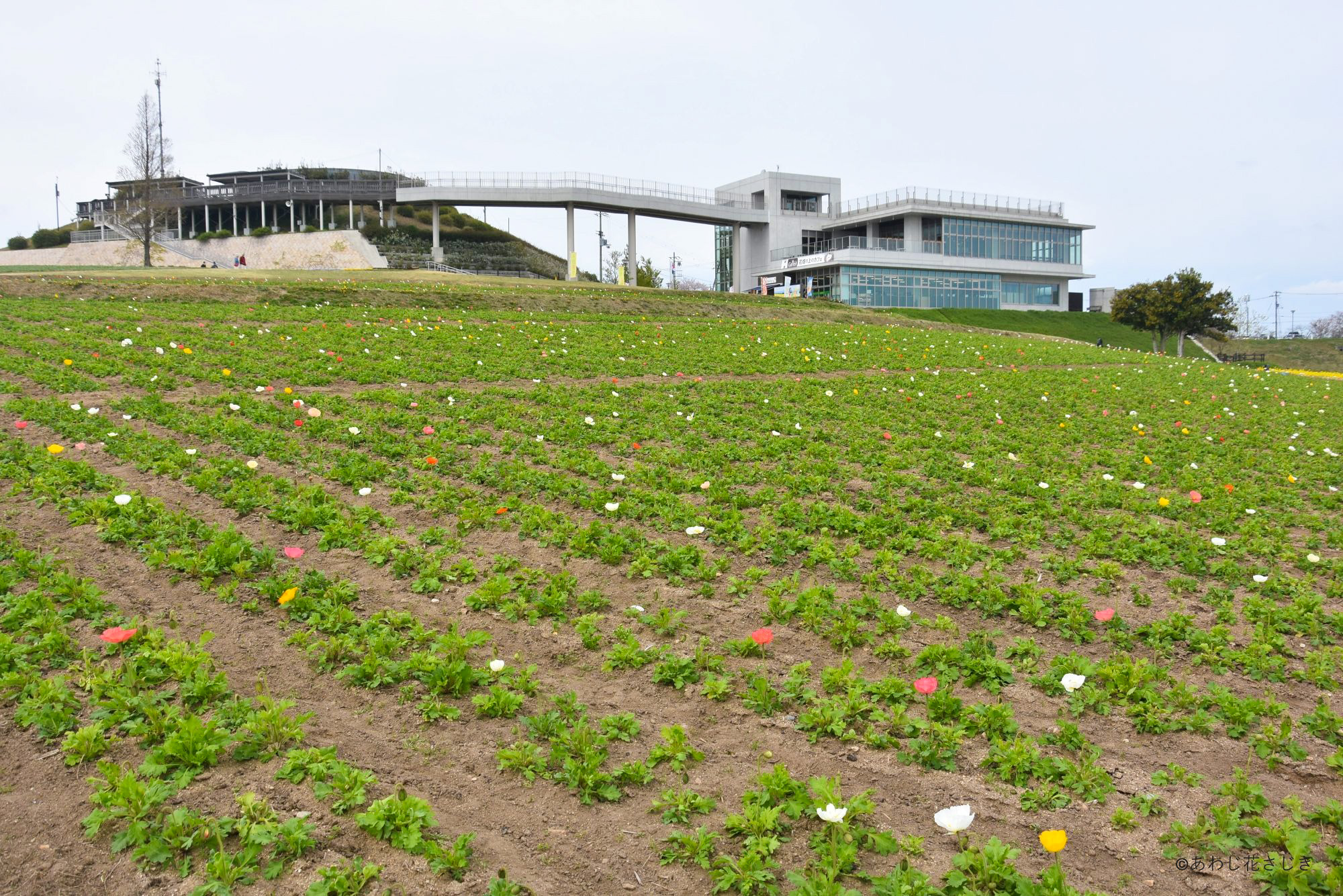 天空の花園 アイスランドポピー開花中