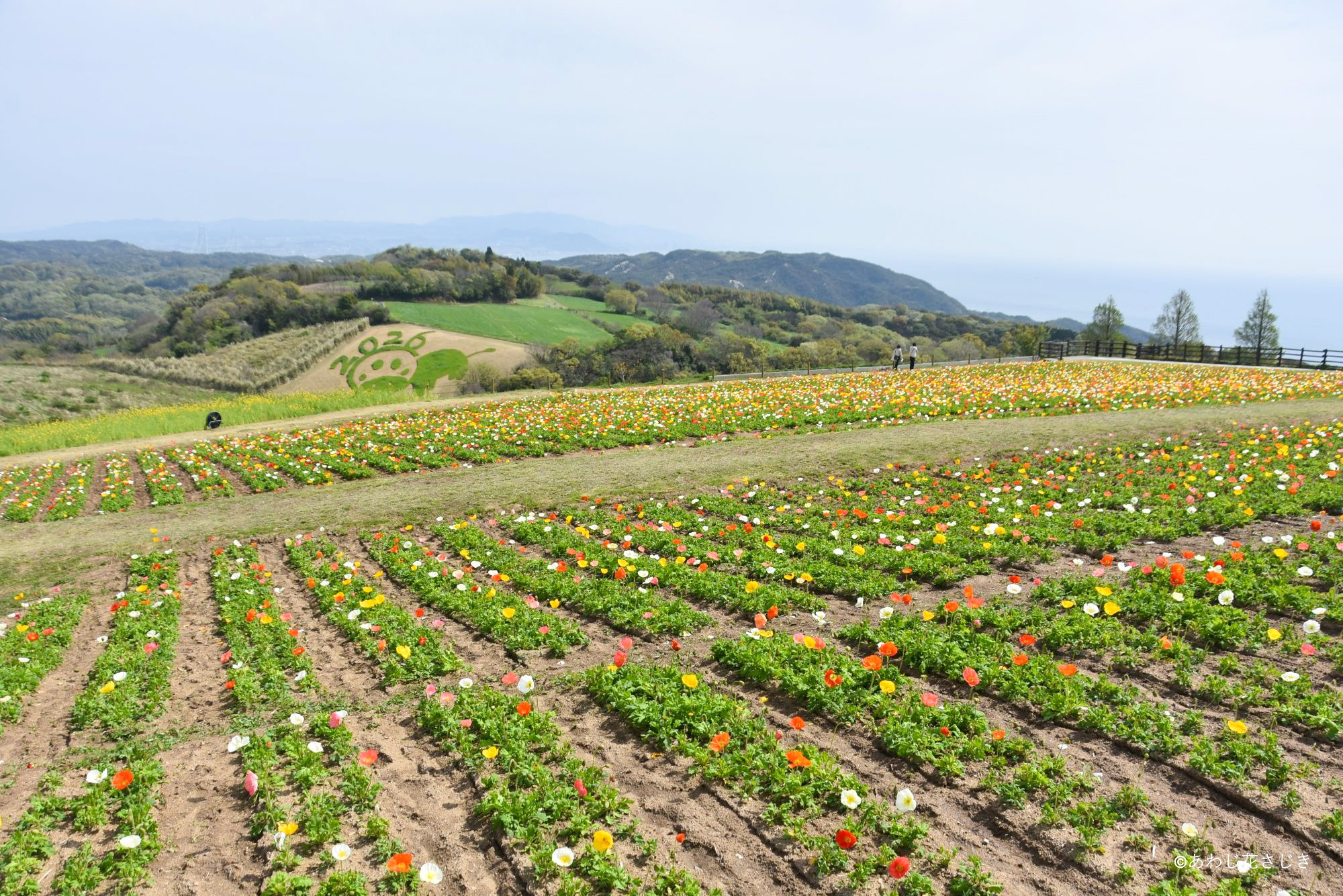 天空の花園　アイスランドポピー